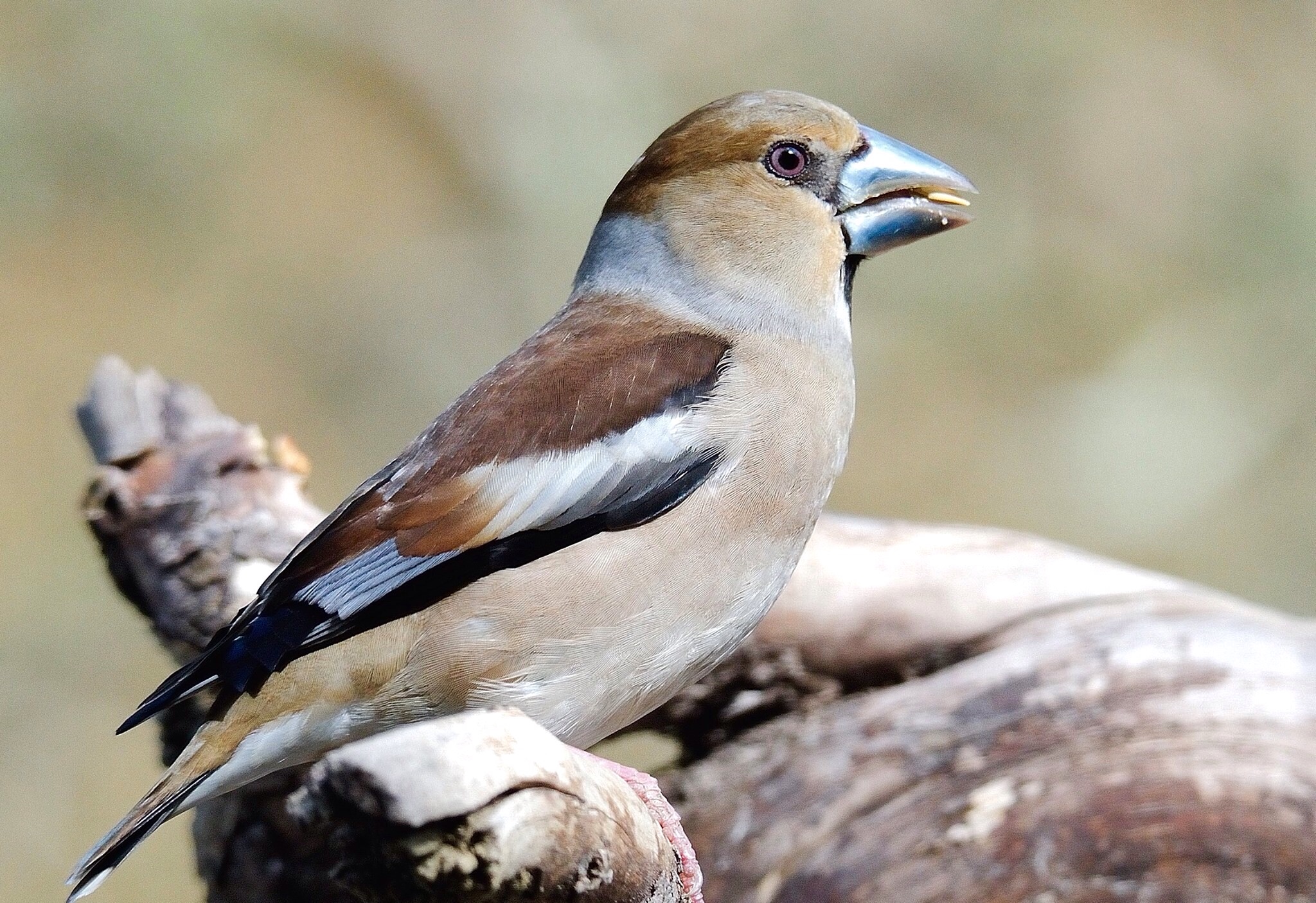 Coccothraustes coccotraustes