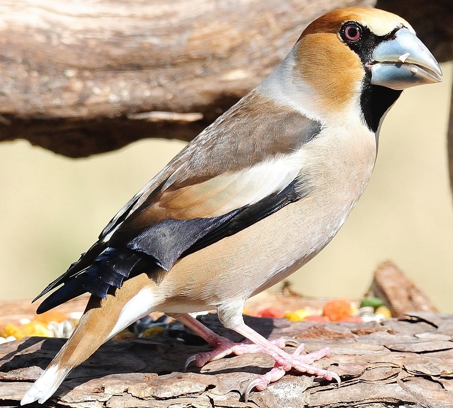 Coccothraustes coccotraustes