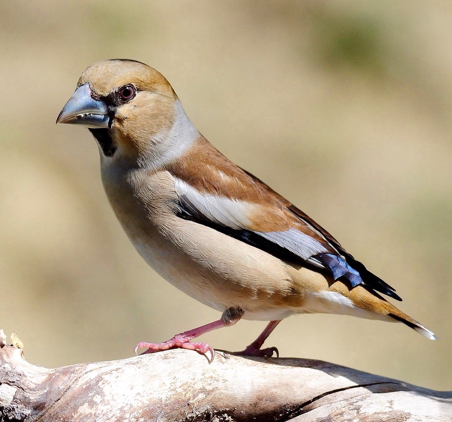 Coccothraustes coccotraustes