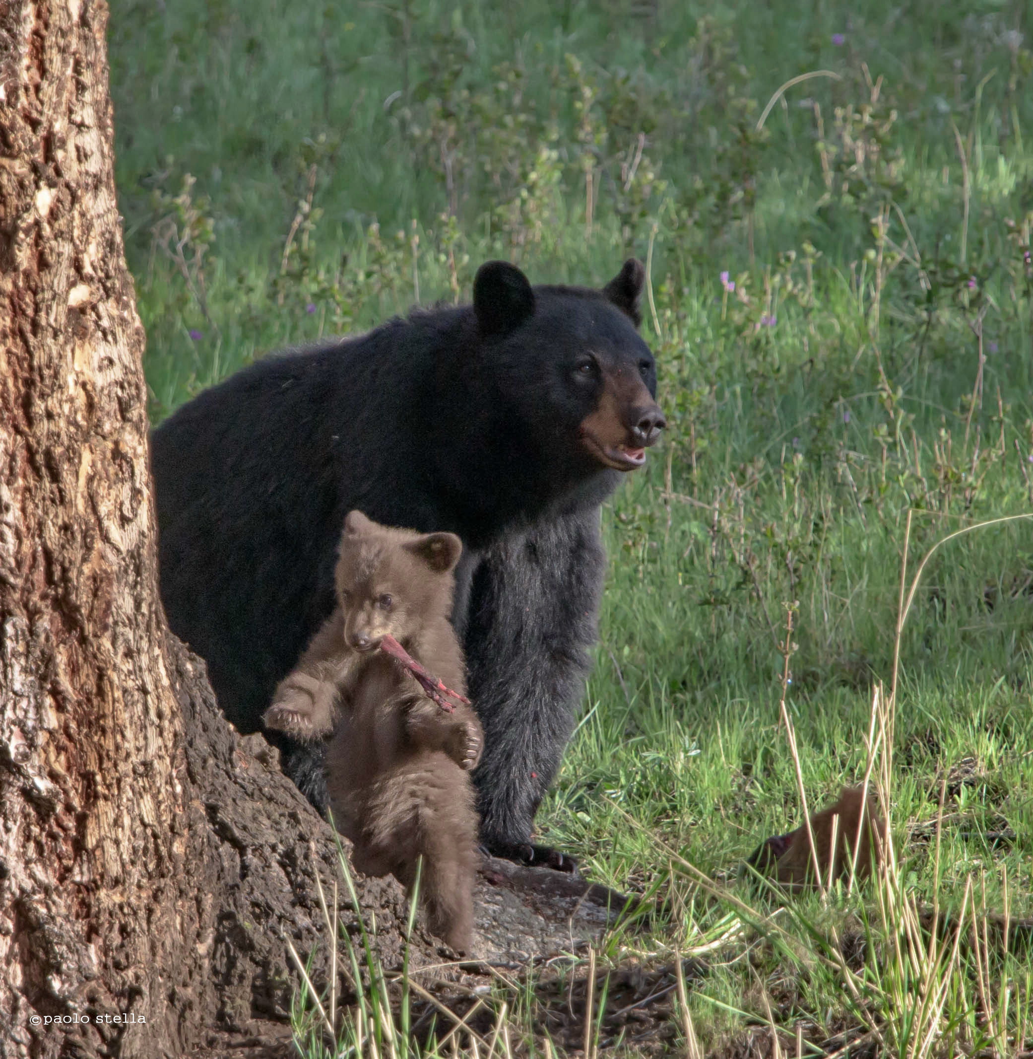 mom & cub eating
