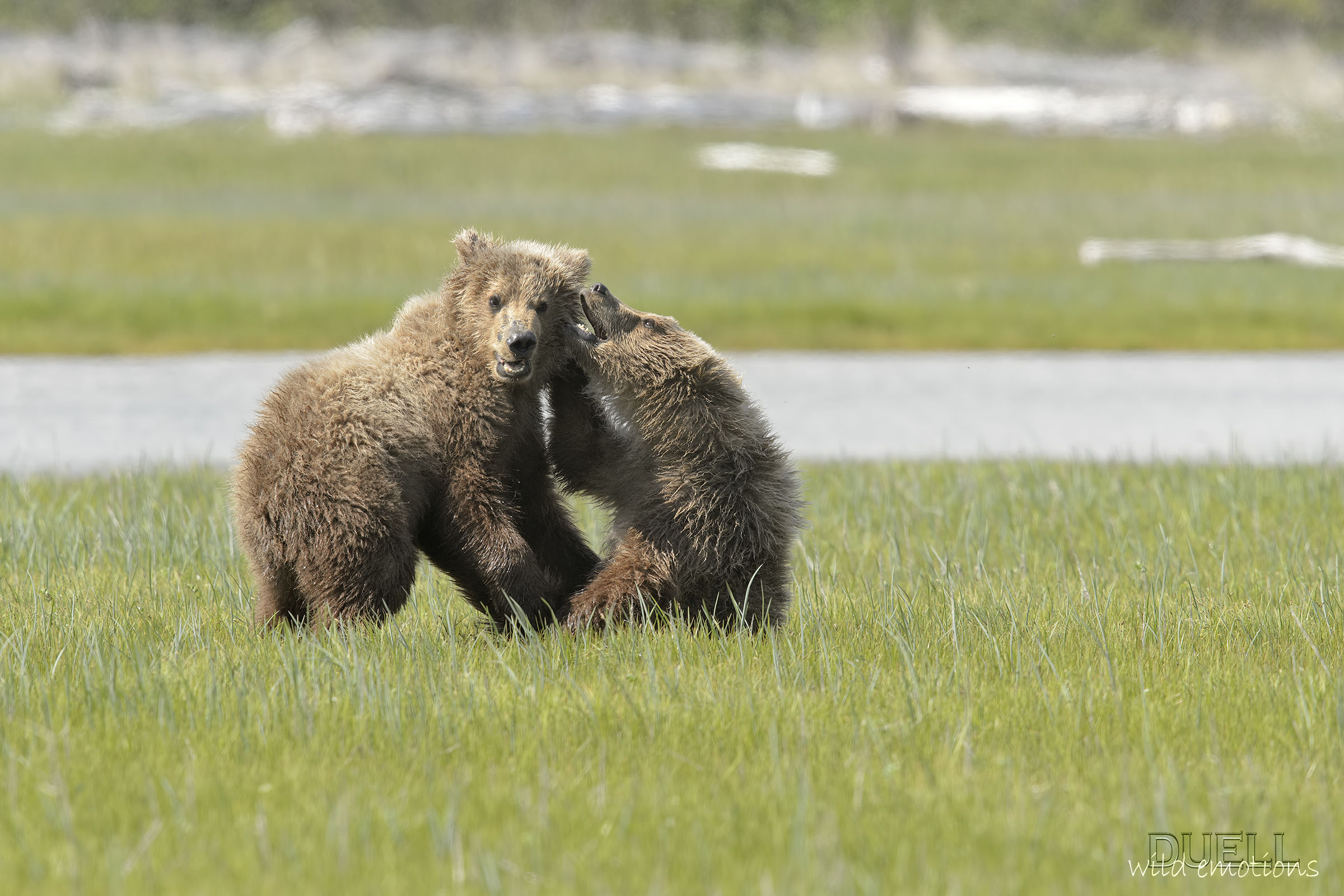 bears of Katmai