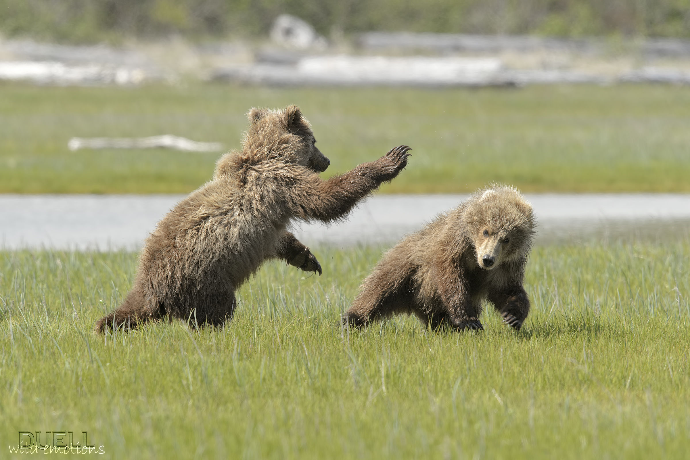 bears of Katmai