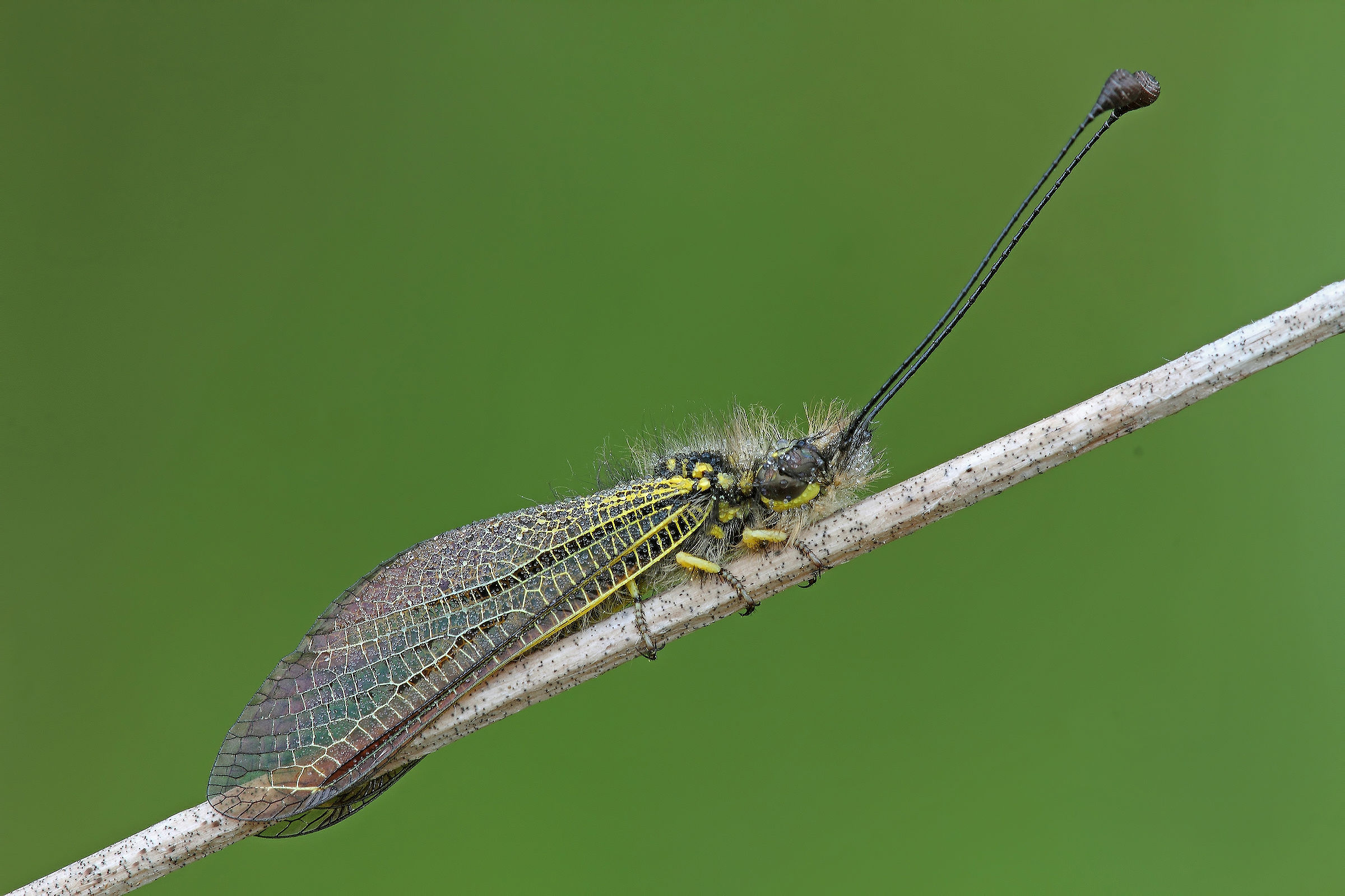 Combed Fashionable !!!