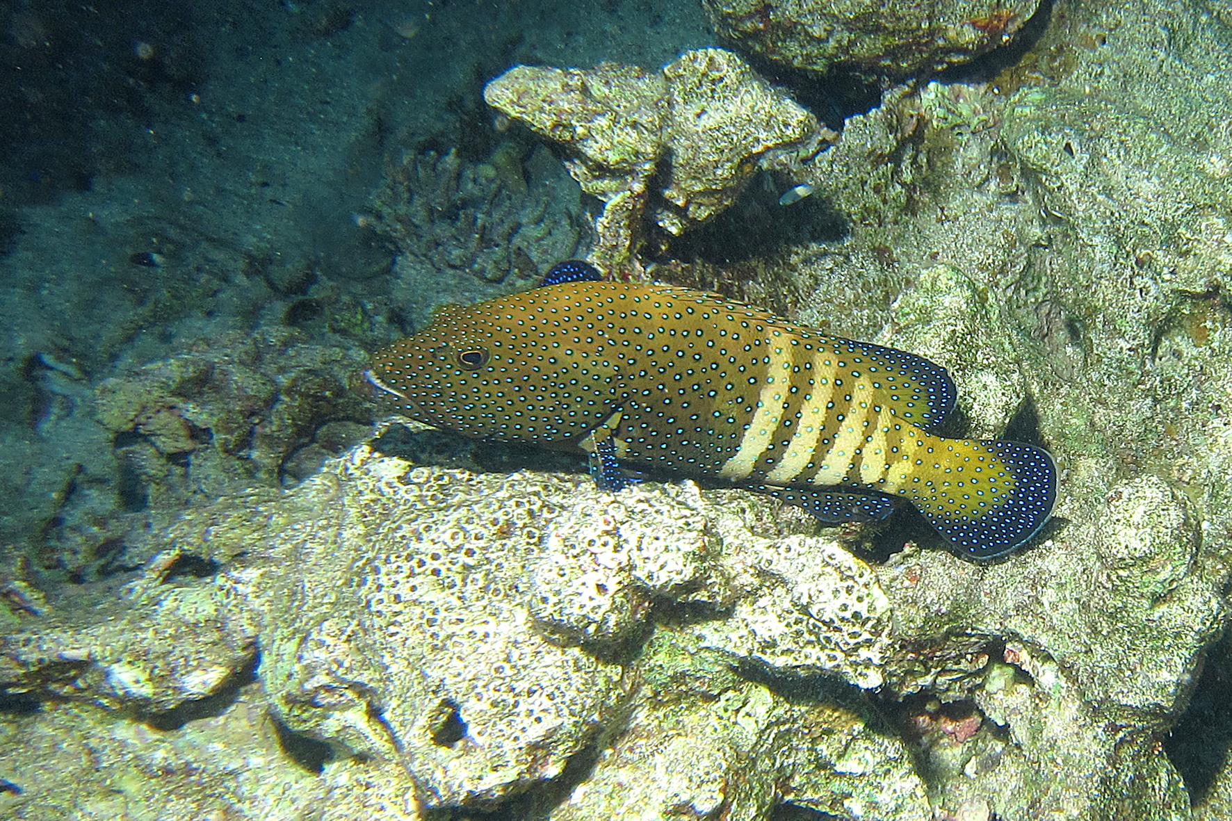 Sharm-Cernia tropicale