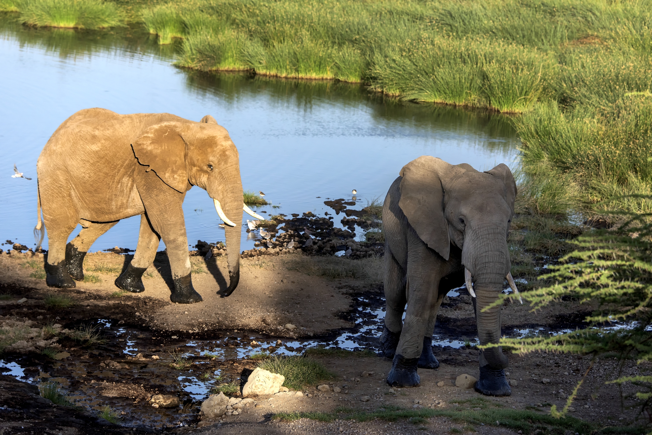 Tanzania 2015 - Elefanti