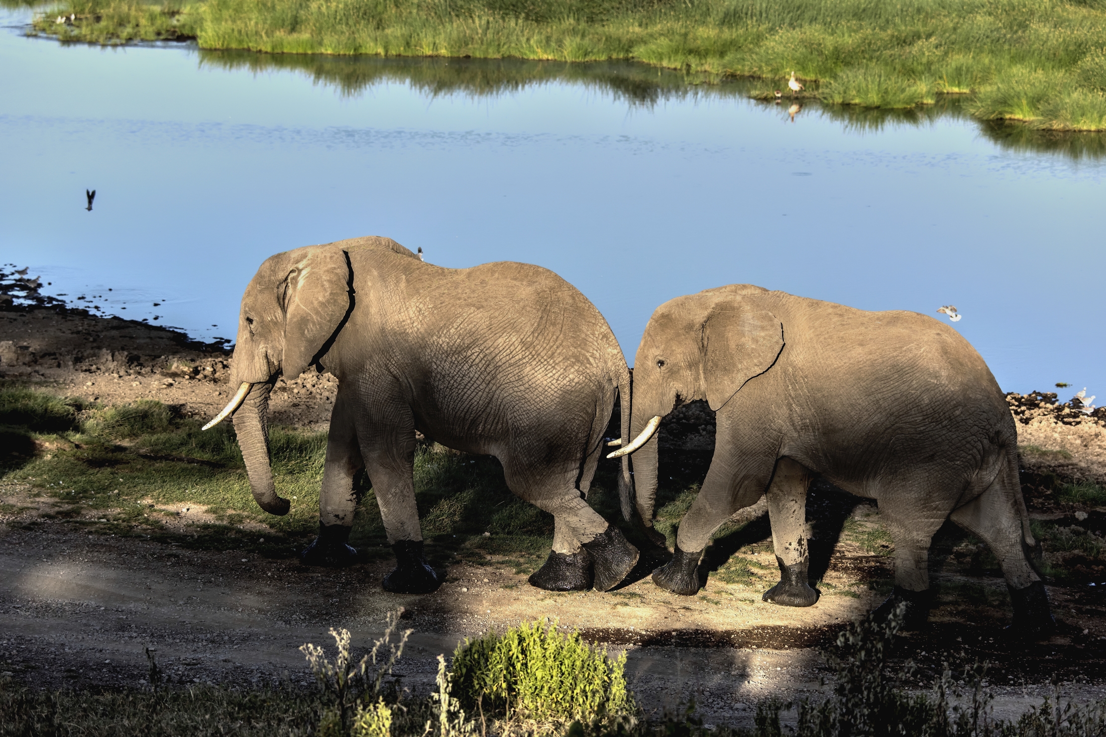 Tanzania 2015 - Elefanti