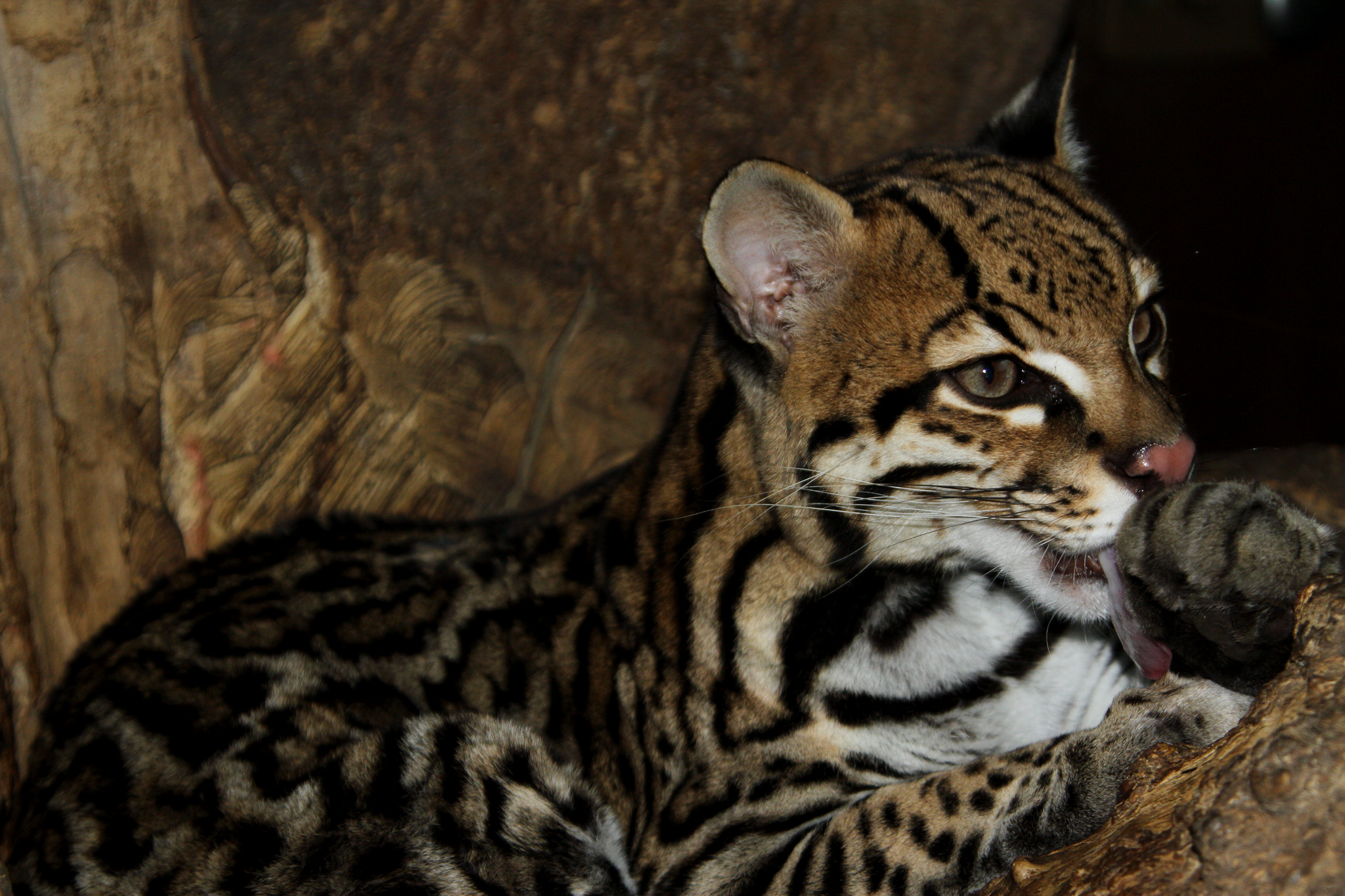 Ocelot