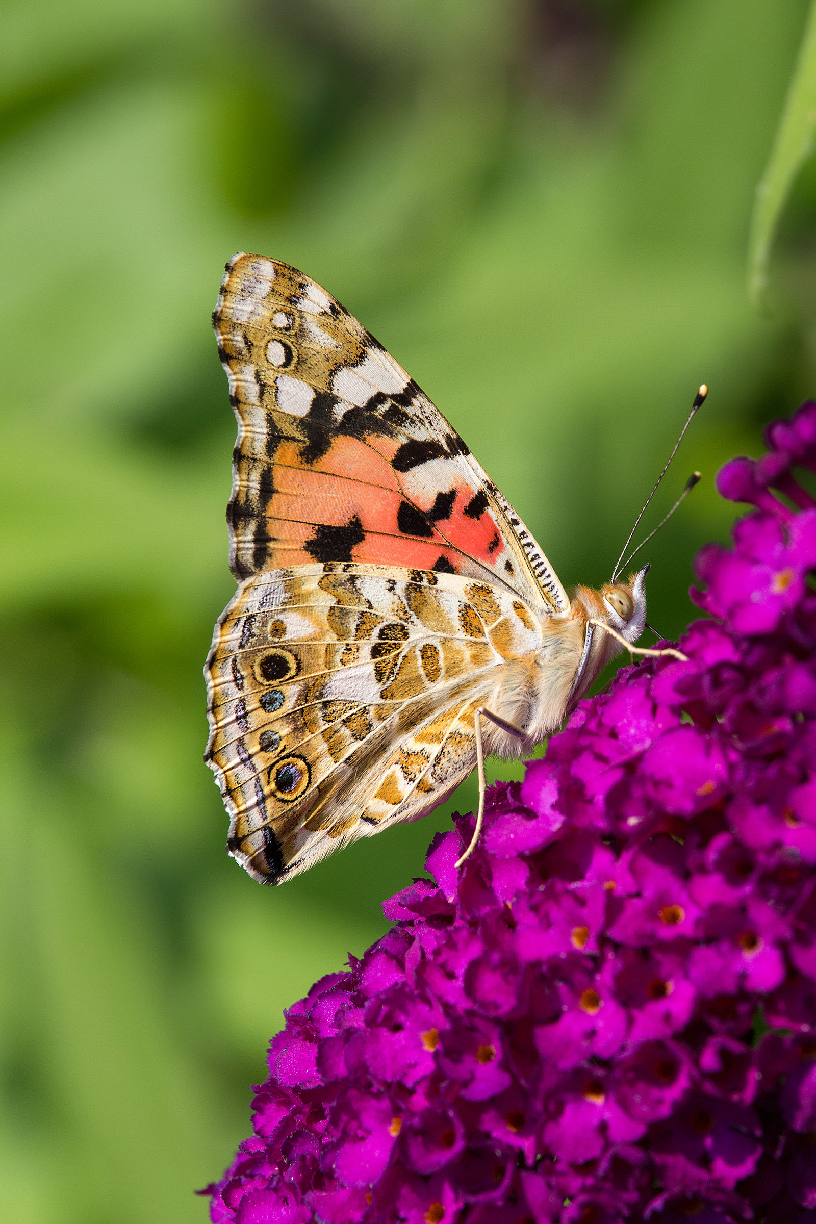 Vanessa cardui