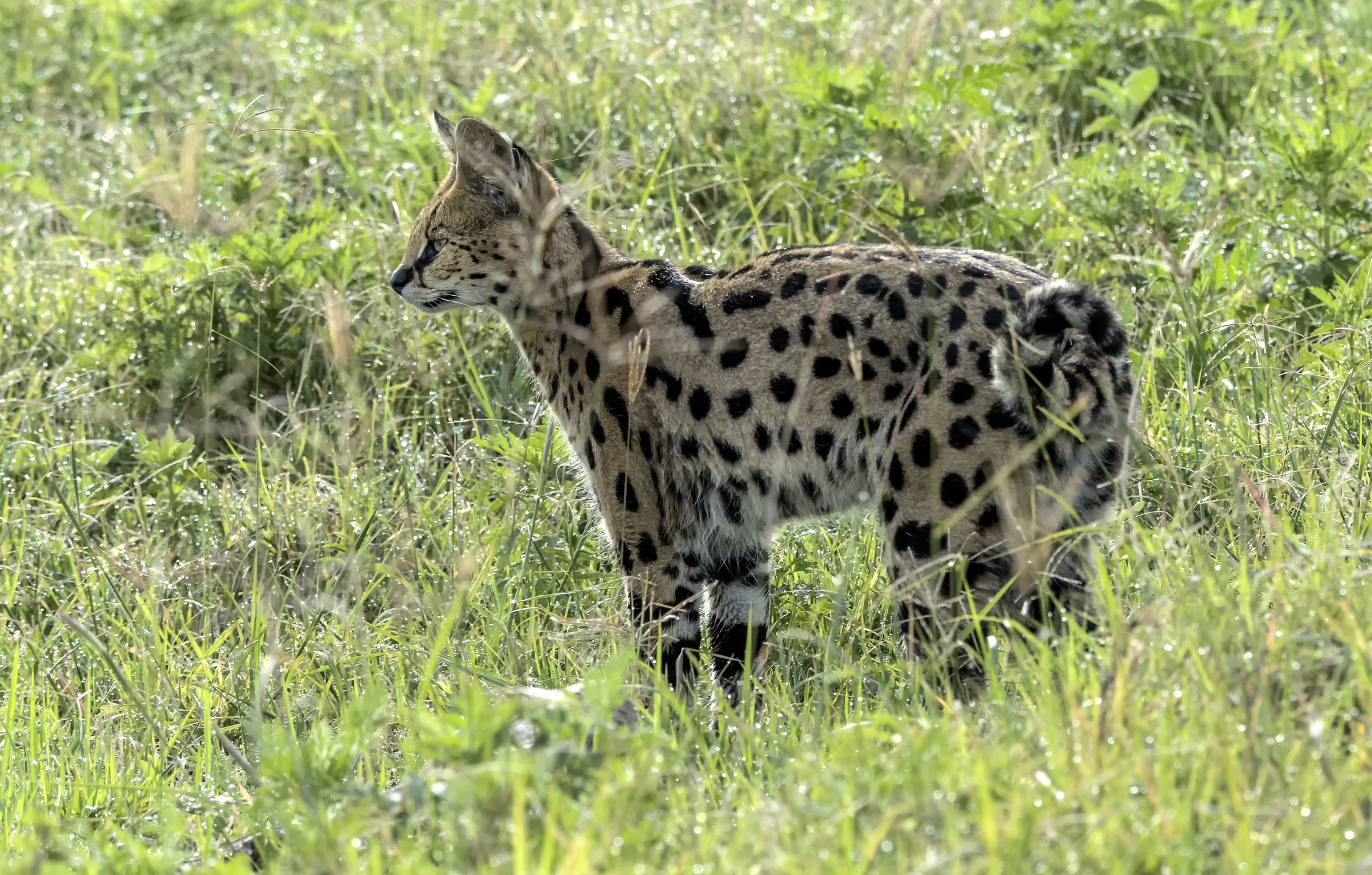 Tanzania 2015 - Serval