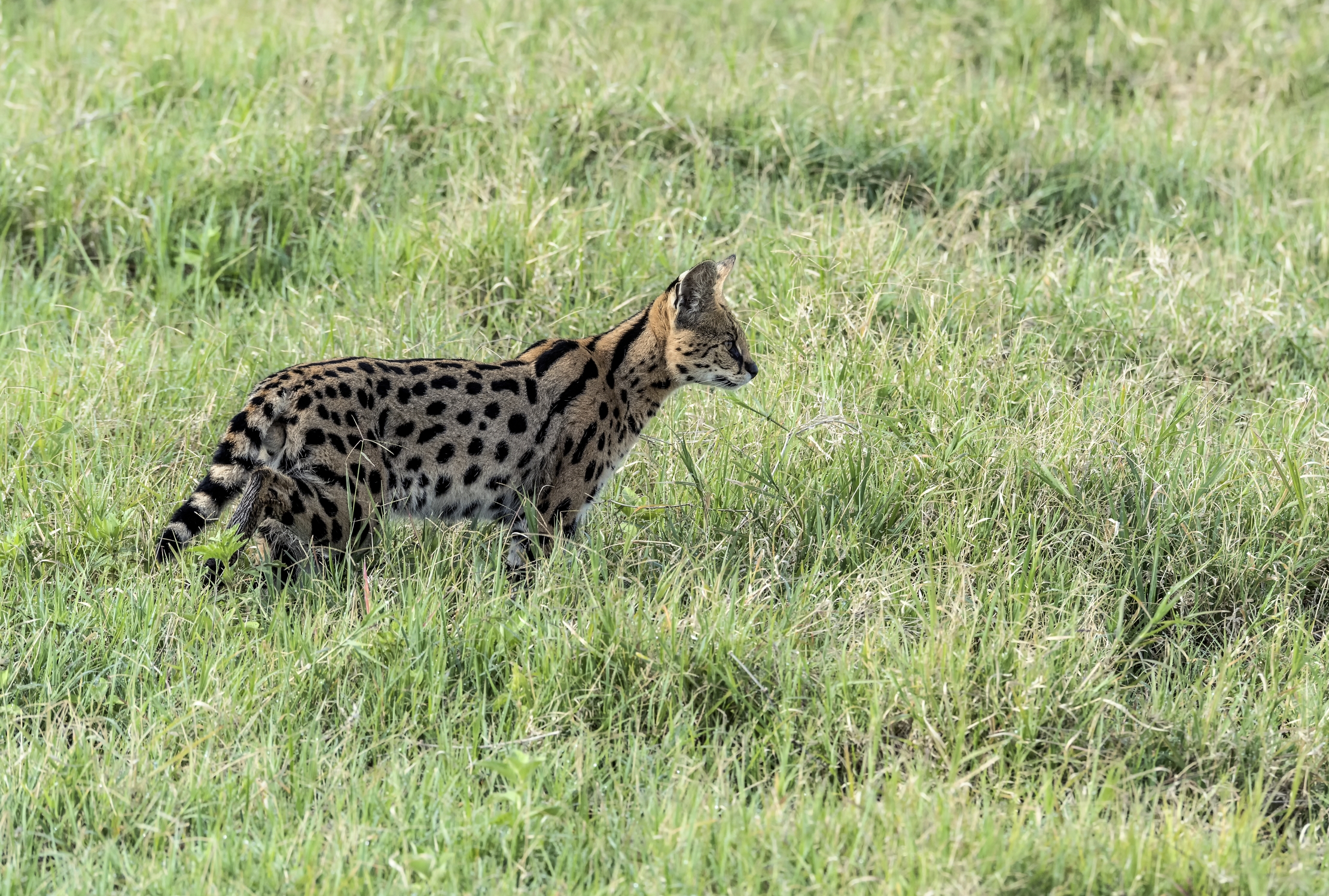 Tanzania 2015 - Serval