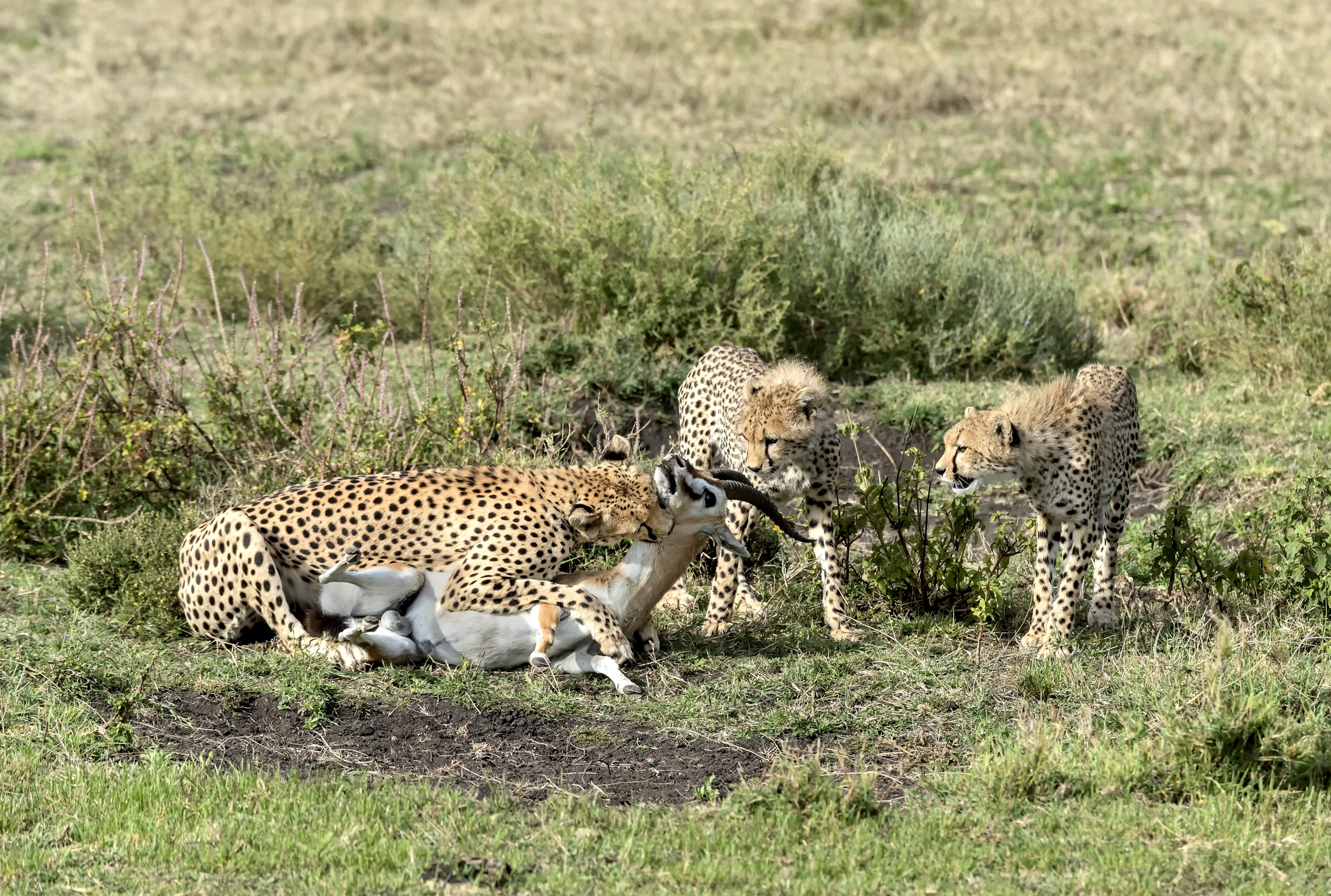Tanzania 2015 - Cuccioli imparano