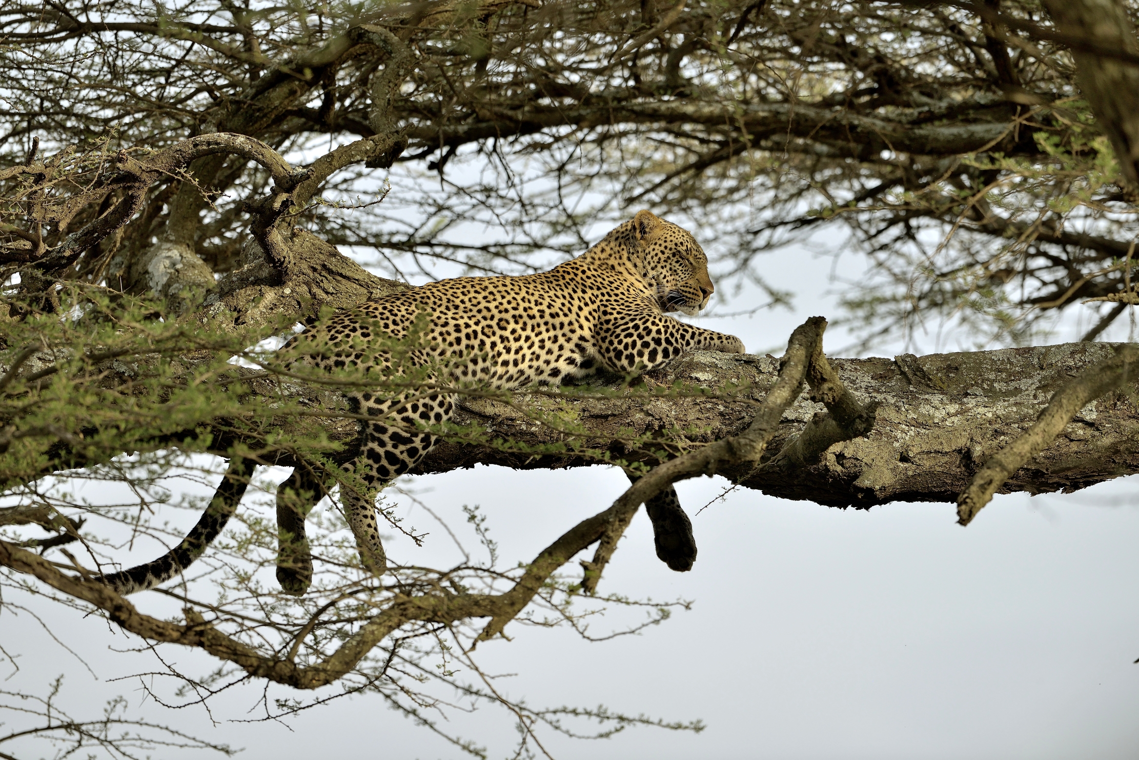 Tanzania 2015 - Sonno