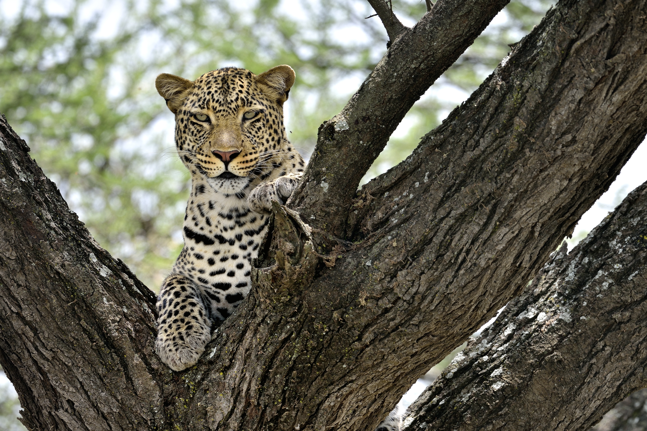 Tanzania 2015 - Leopard