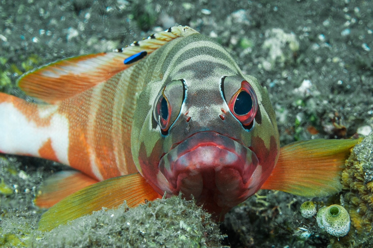 Epinephelus fasciatus