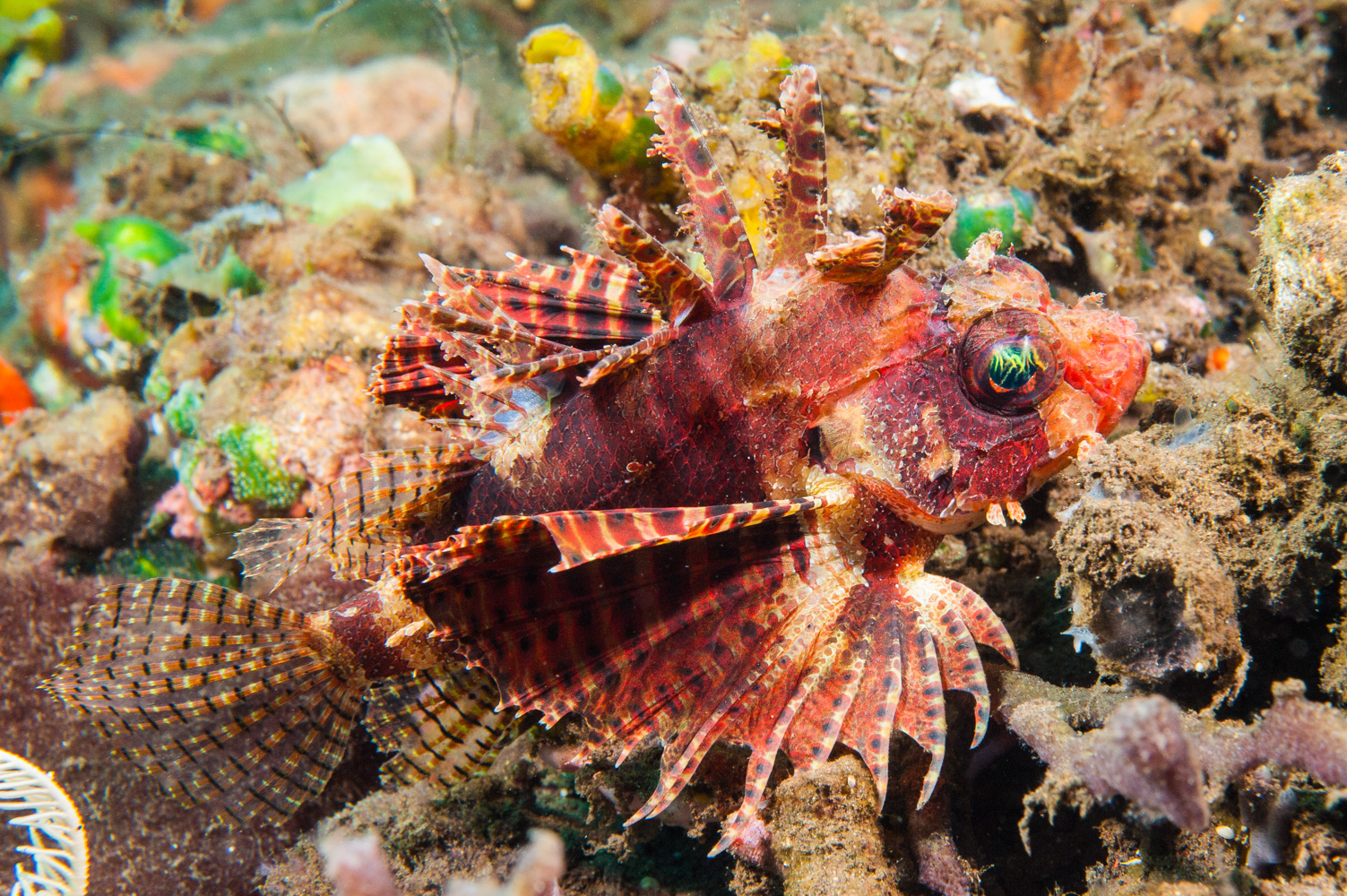 dendrochirus brachypterus