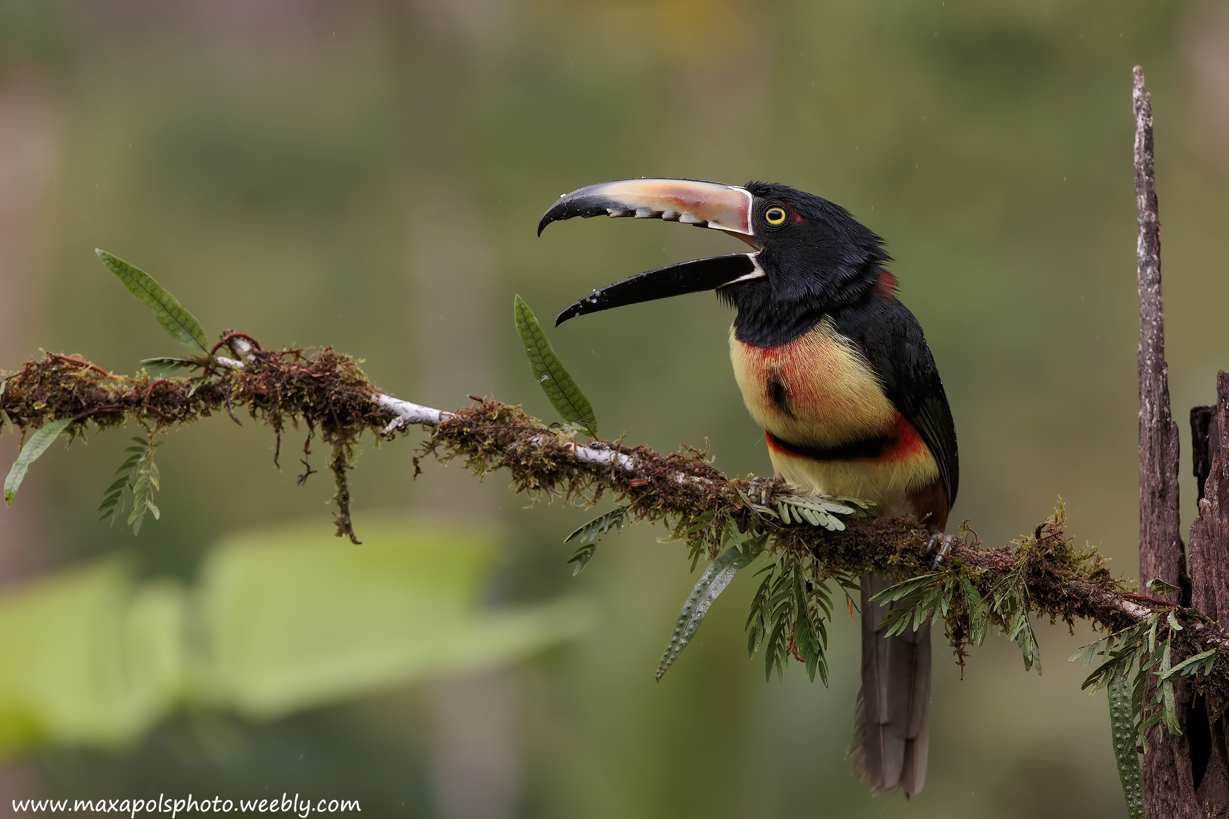 aracari dal collare...
