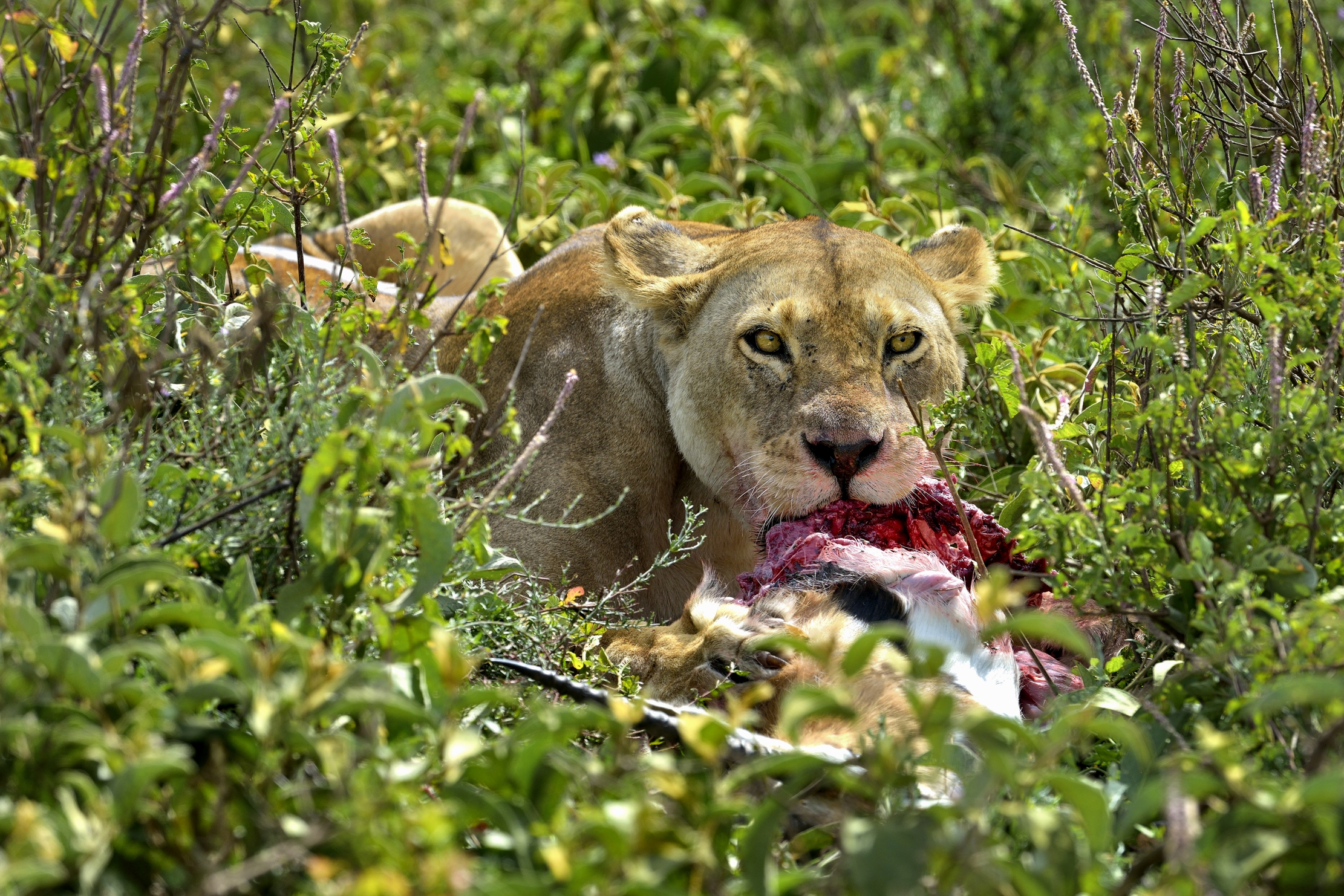 Tanzania 2015 - Lions