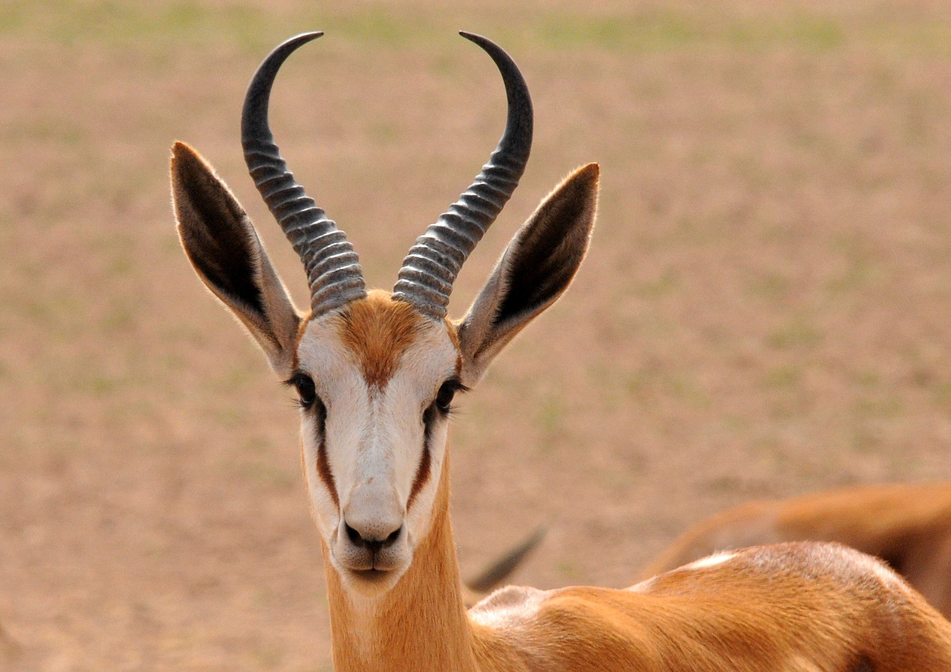 gazelle