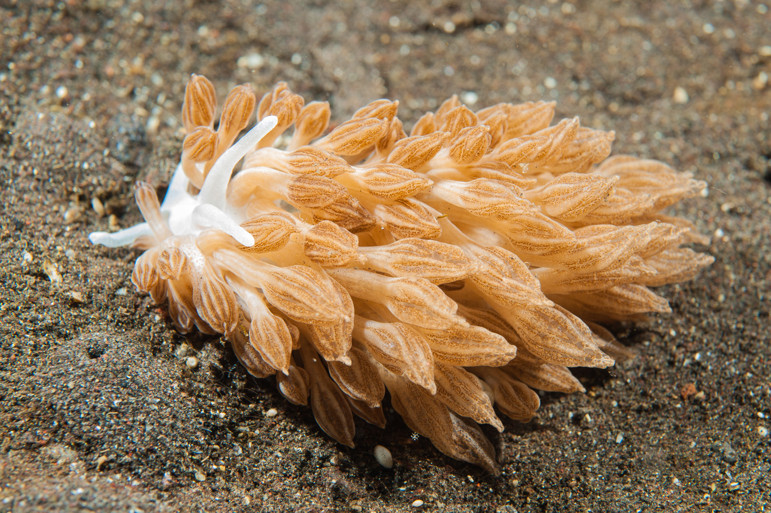 phyllodesmium rudmani