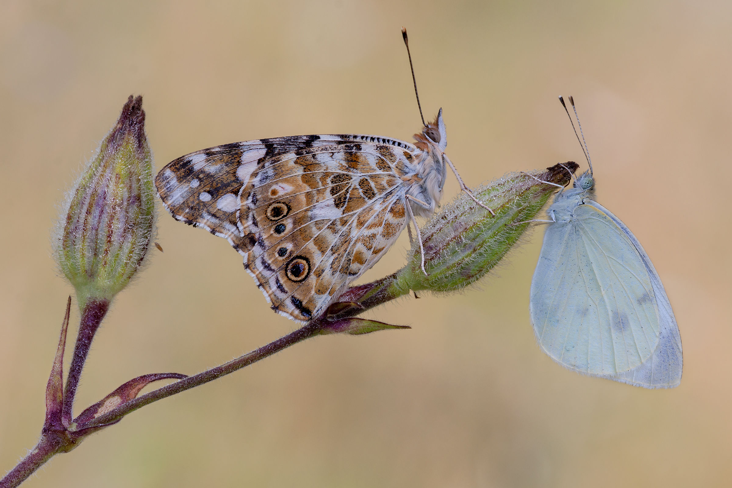 La bella Vanessa e la più umile Cavolaia