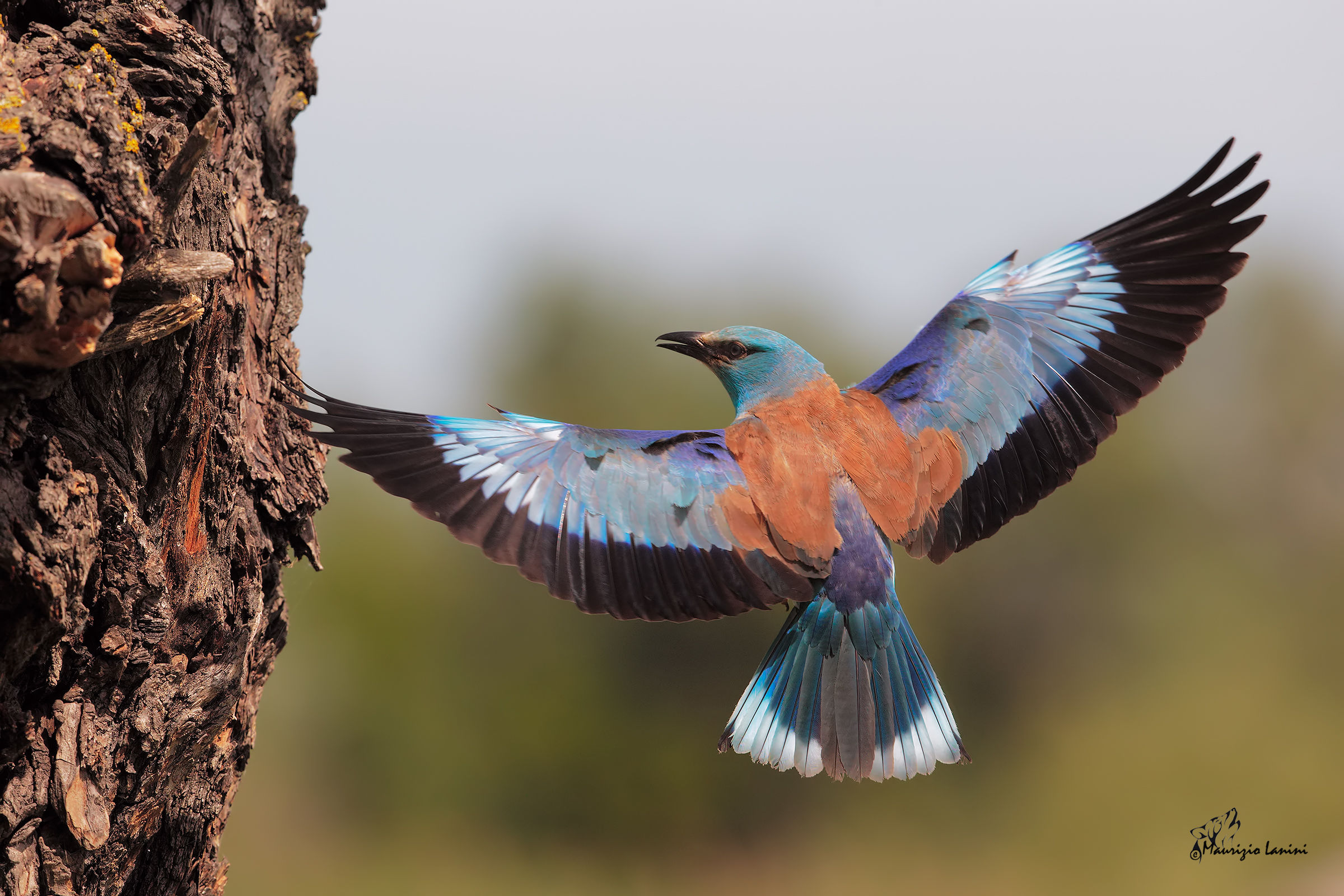 Ad ali aperte ( solo HD)