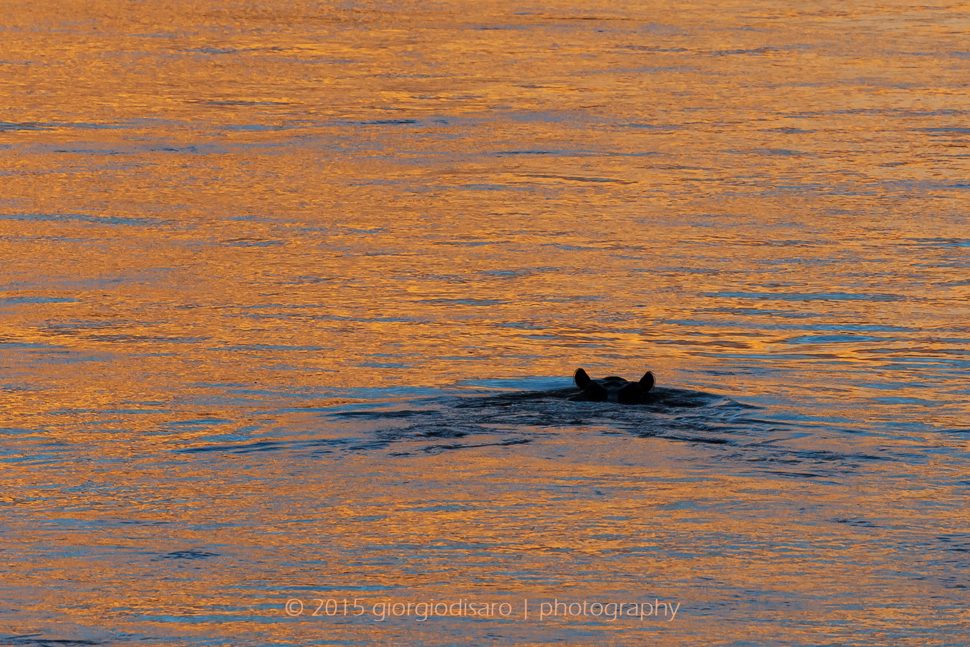 Hippopotamus in the river Luangwa