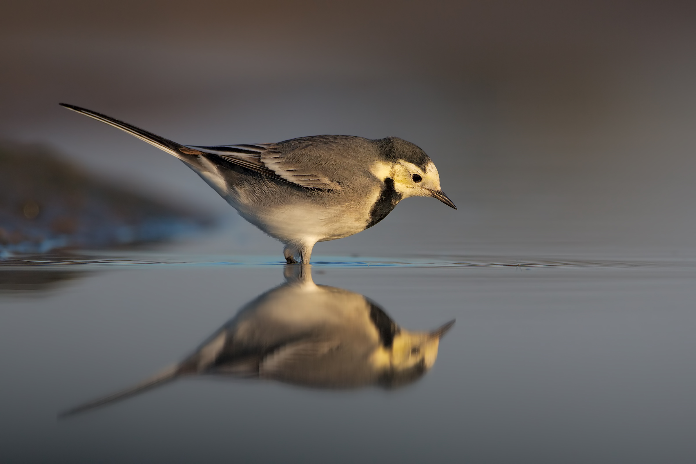 Una gustosa colazione