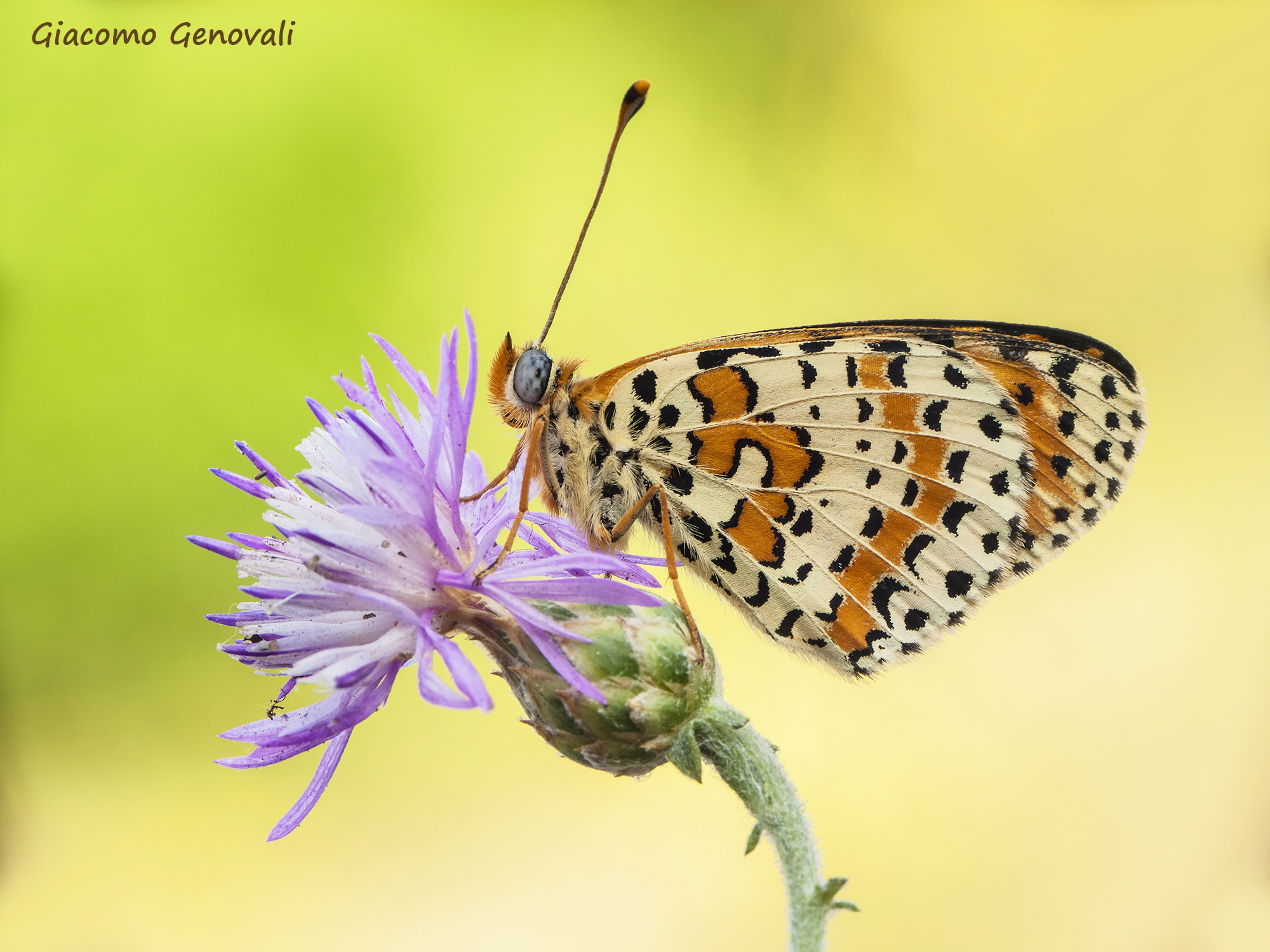 classicamente melitea