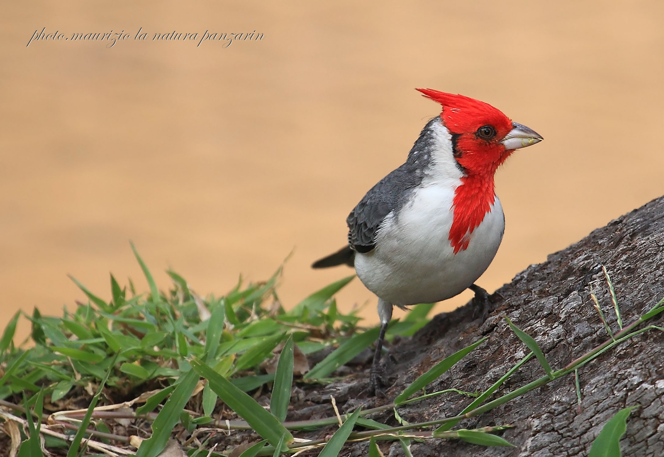 Crested Cardinal!