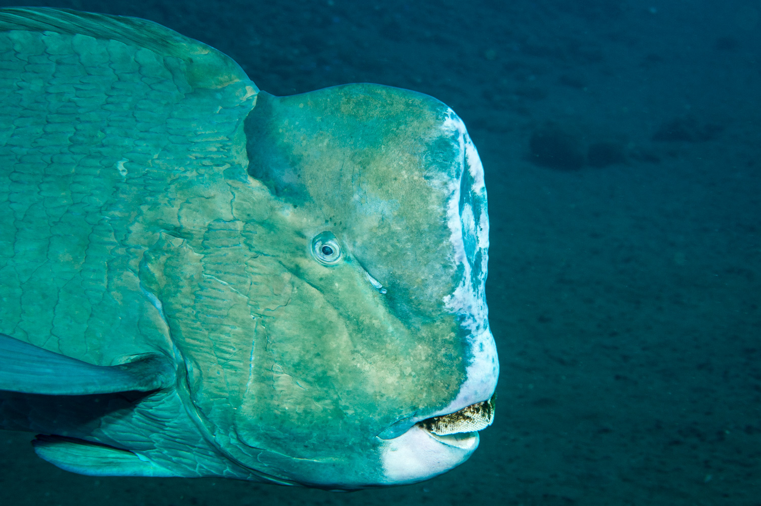 bulbometopon muricatum