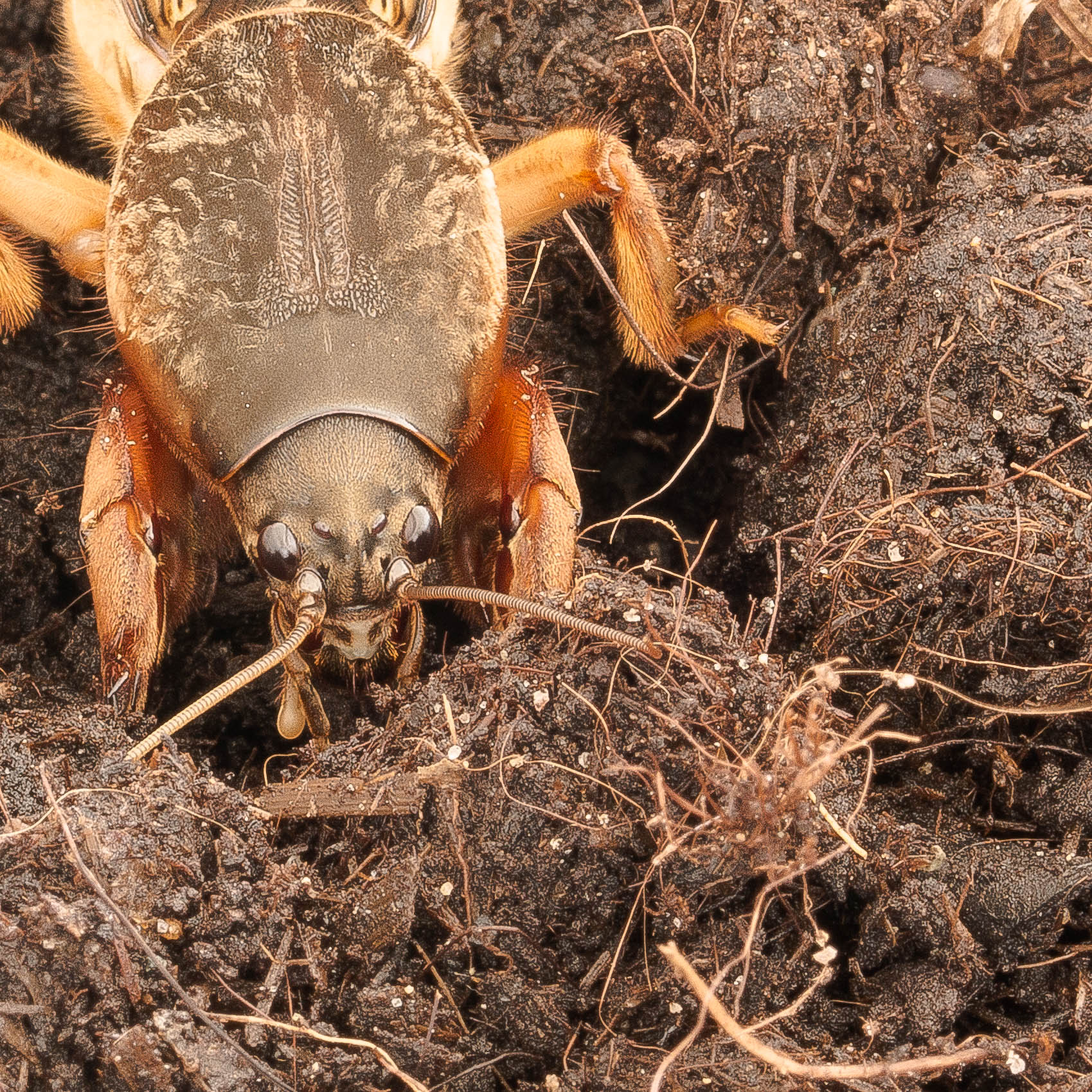 Mole cricket