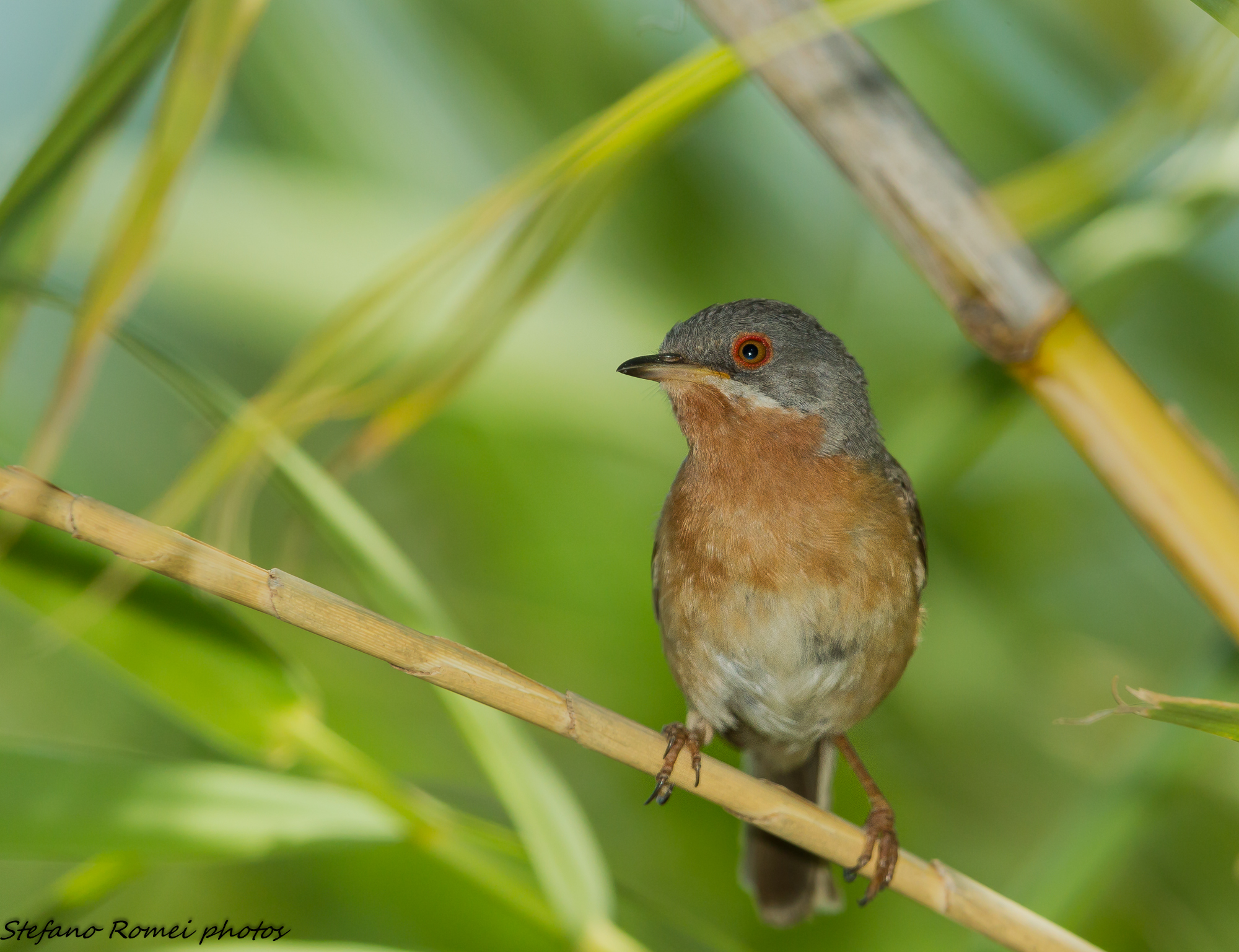 subalpine warbler