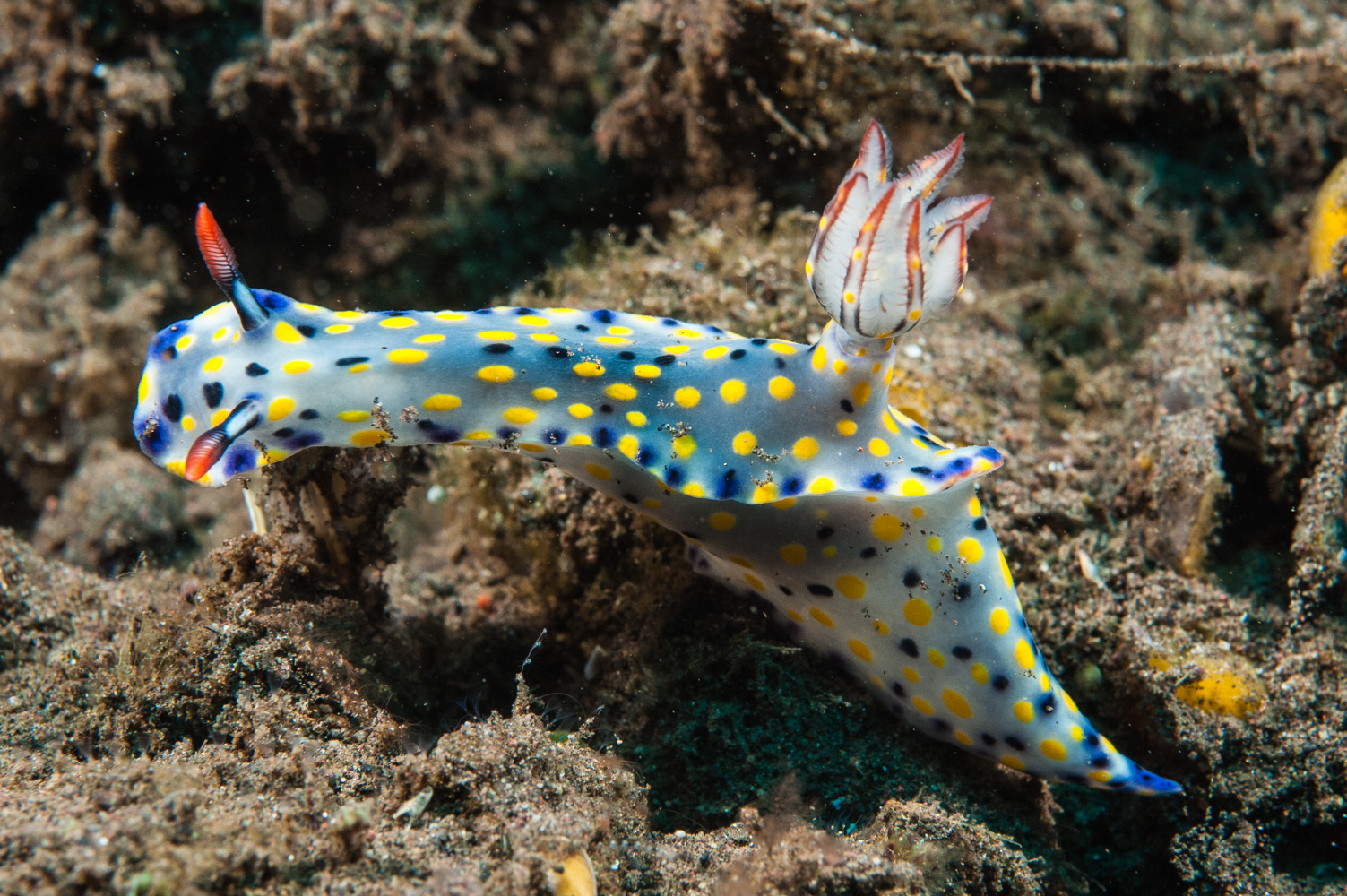 hypselodoris infucata