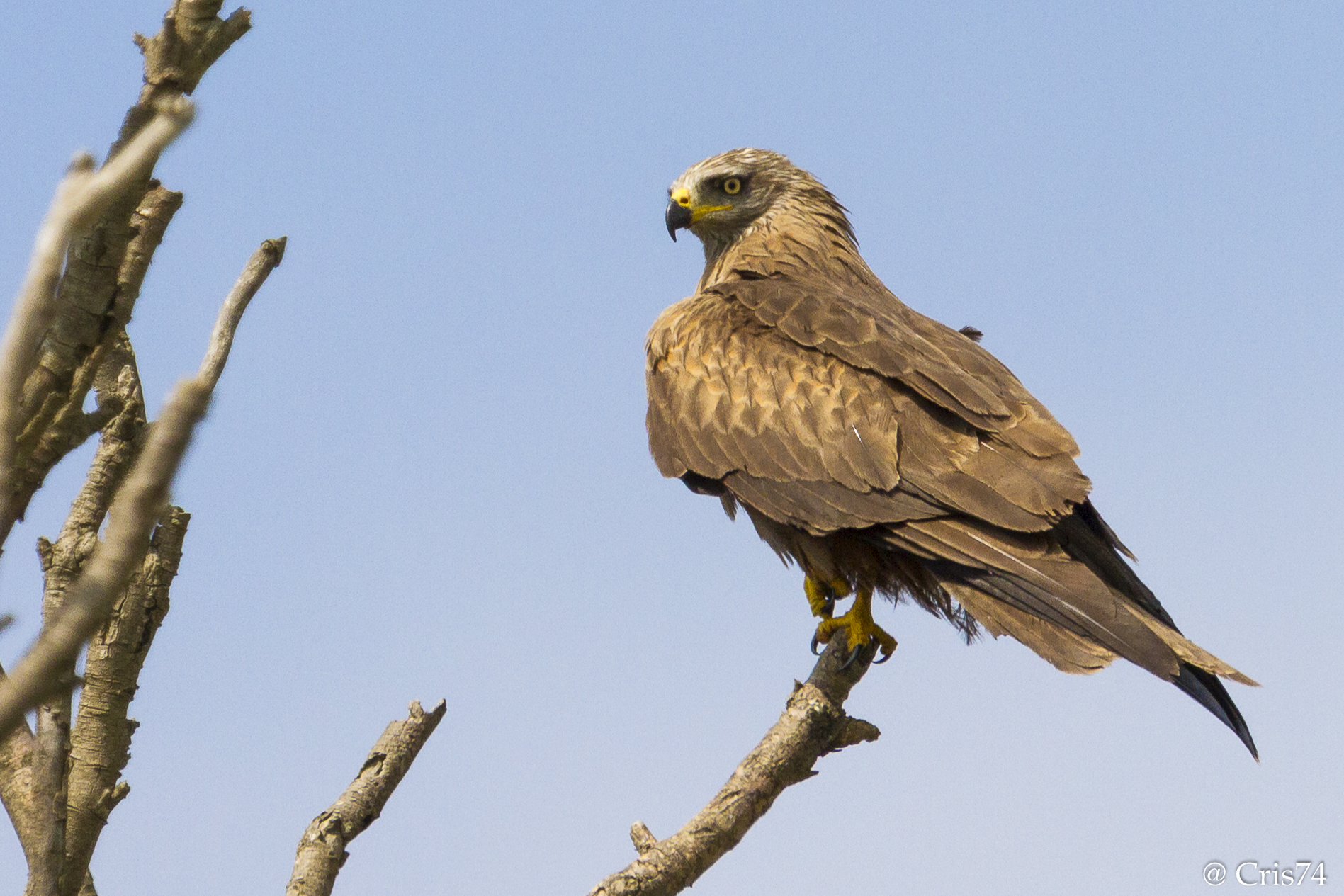 Falco della Camargue