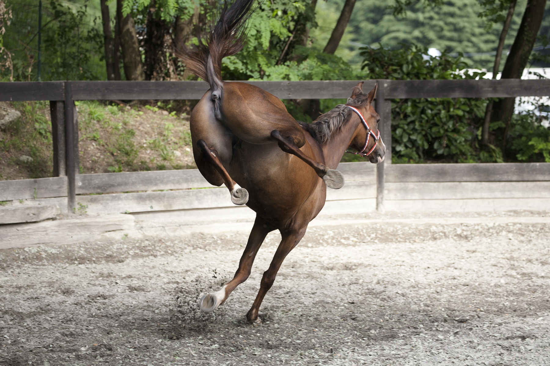 (Little) horse power