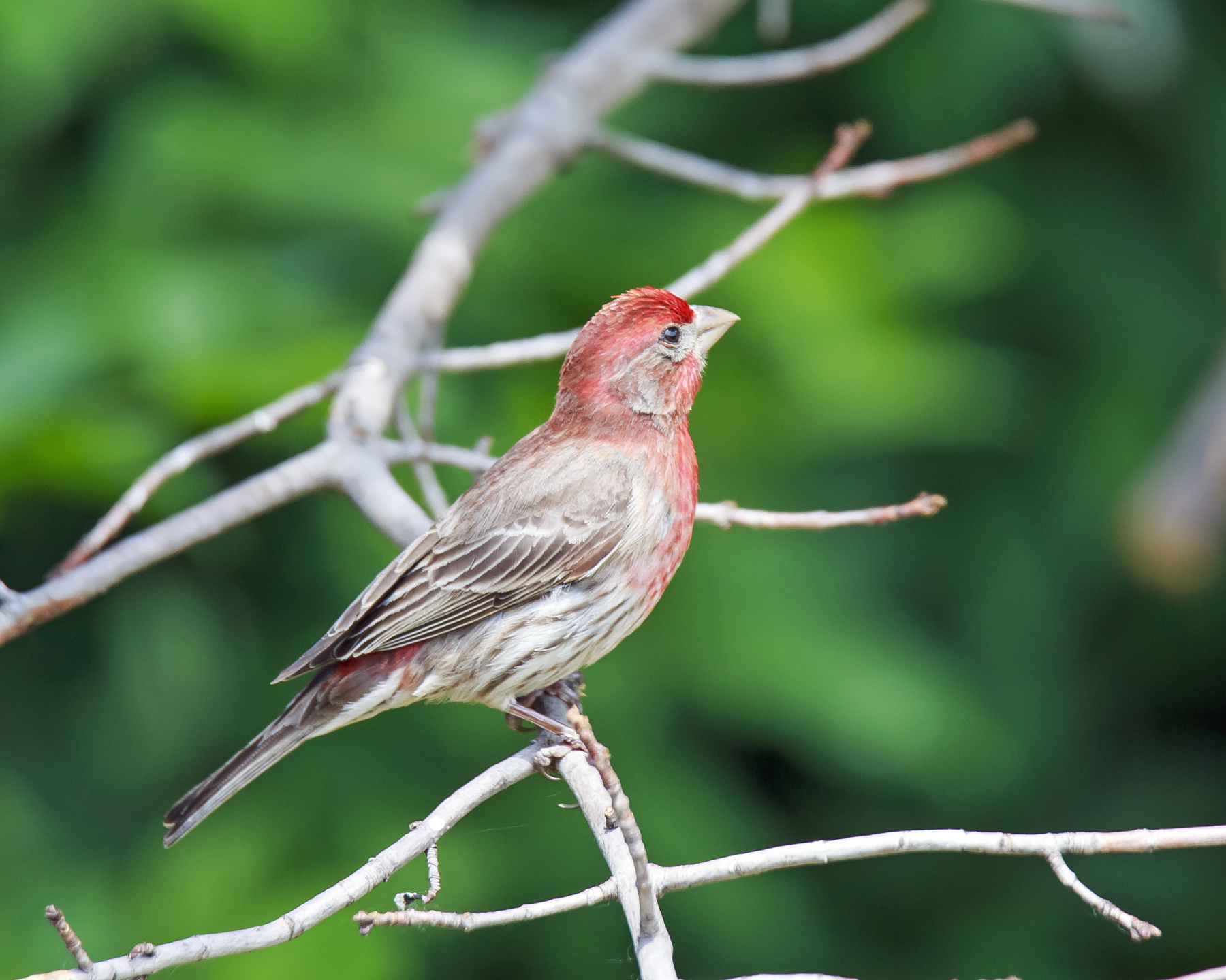 House Finch Male