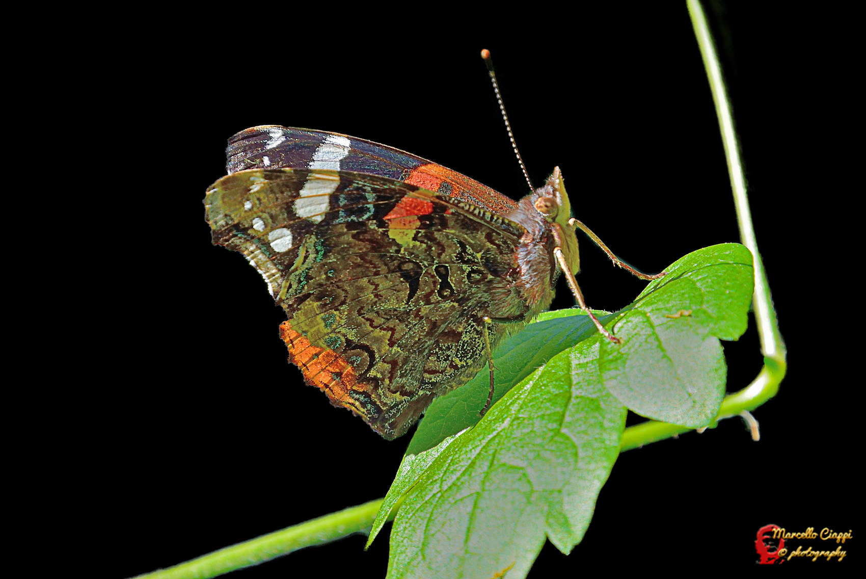 Vanessa atalanta