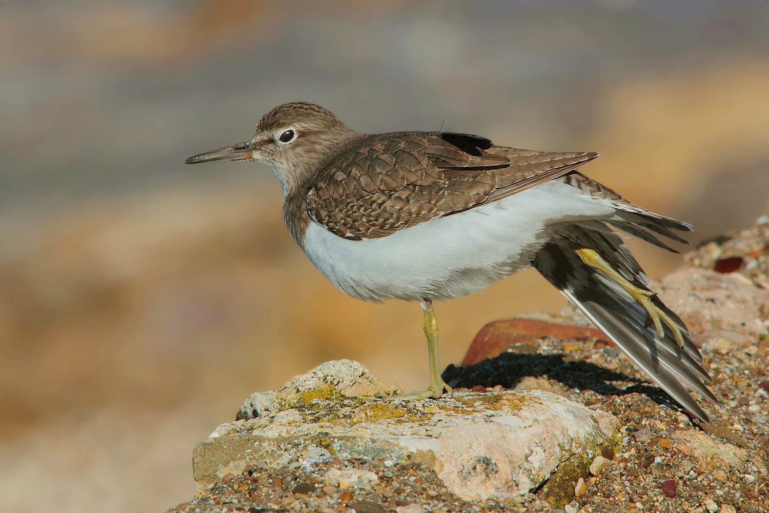 Sandpiper stretching