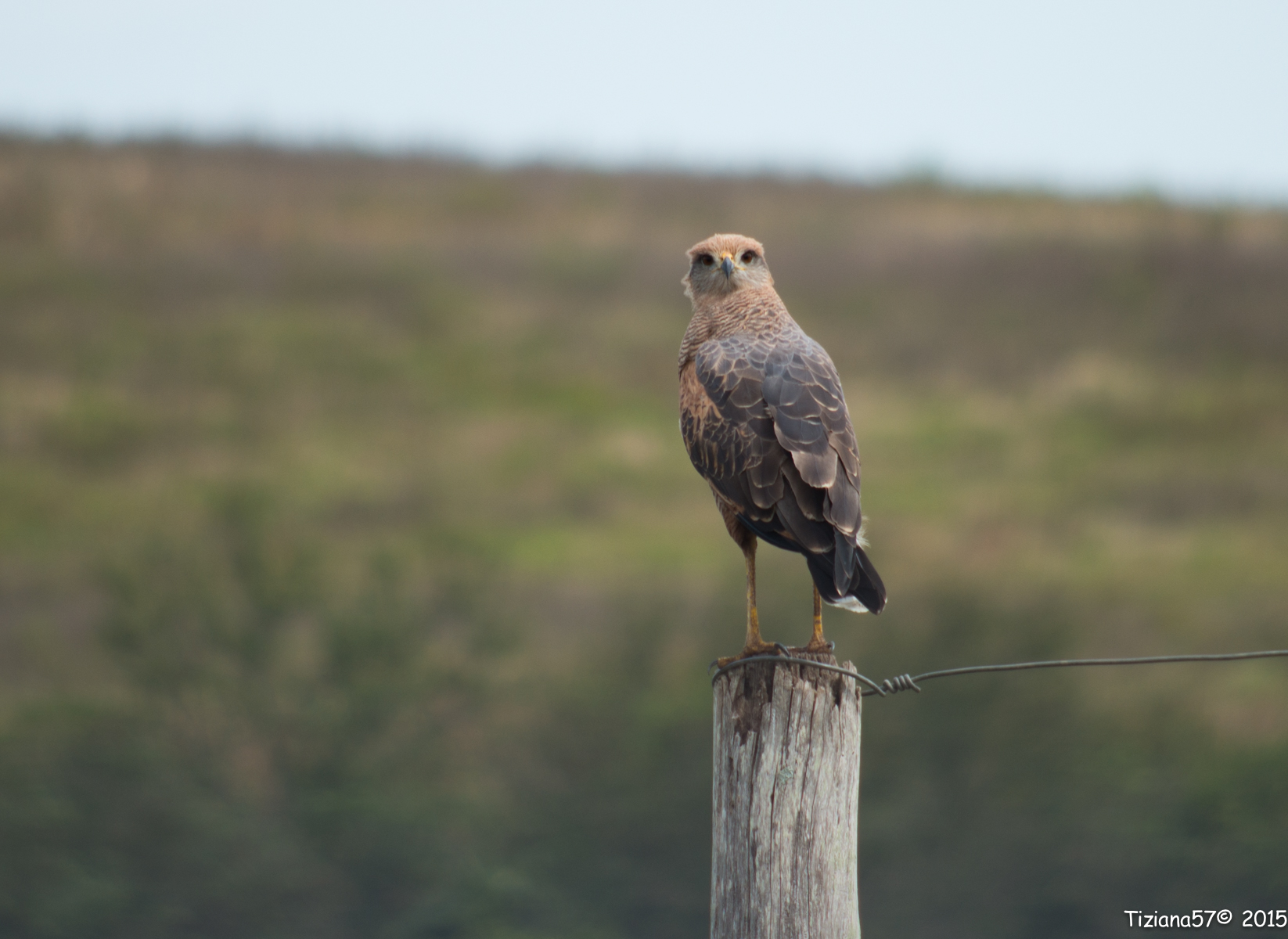 Buteogallus meridionalis