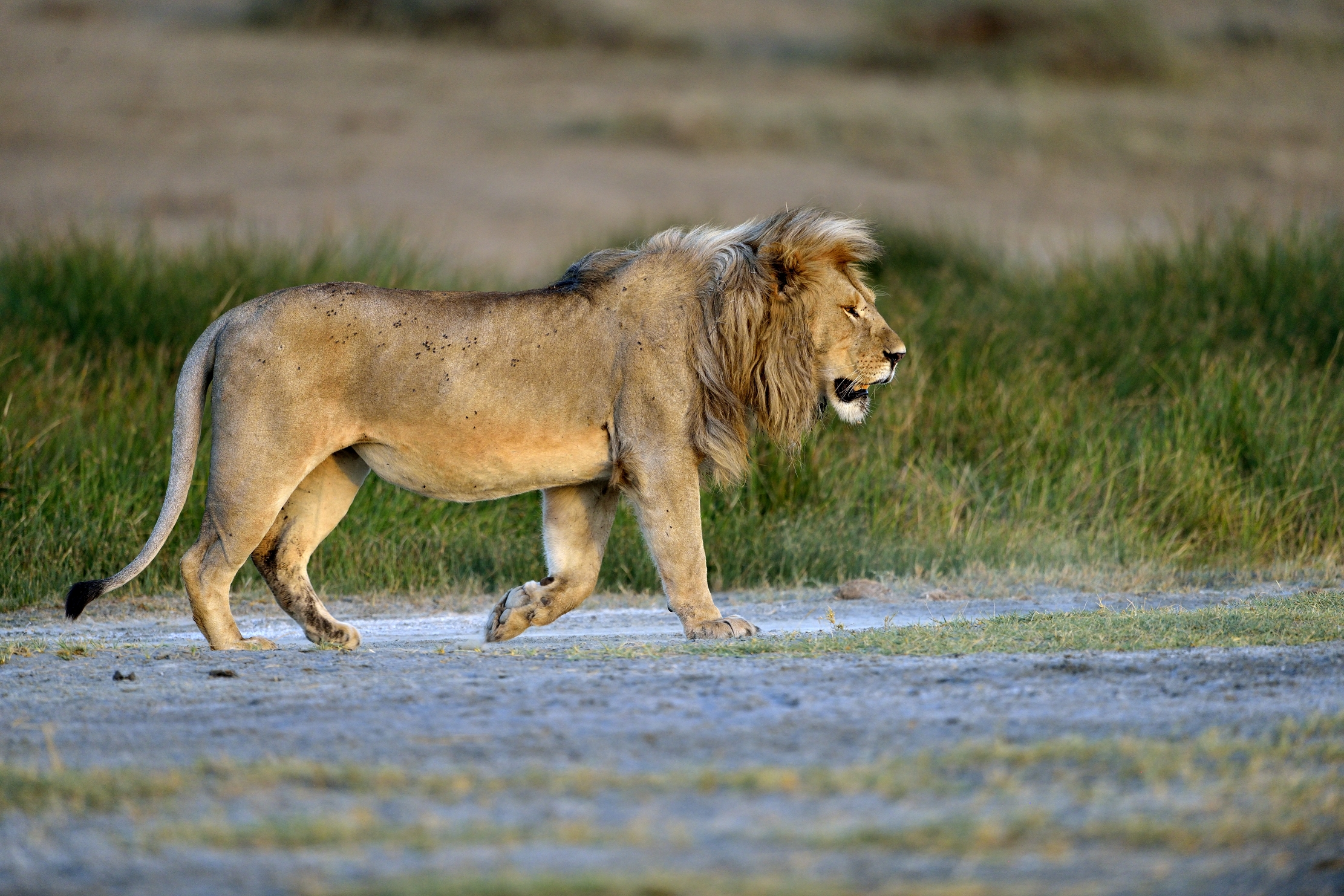 Tanzania 2015 - Lion
