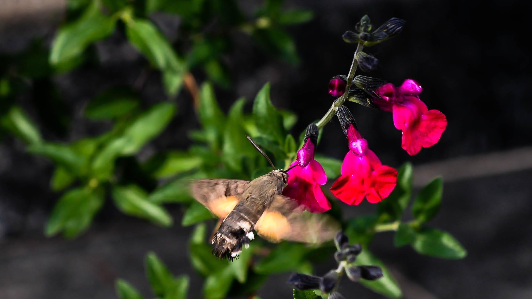Sphinx Moth