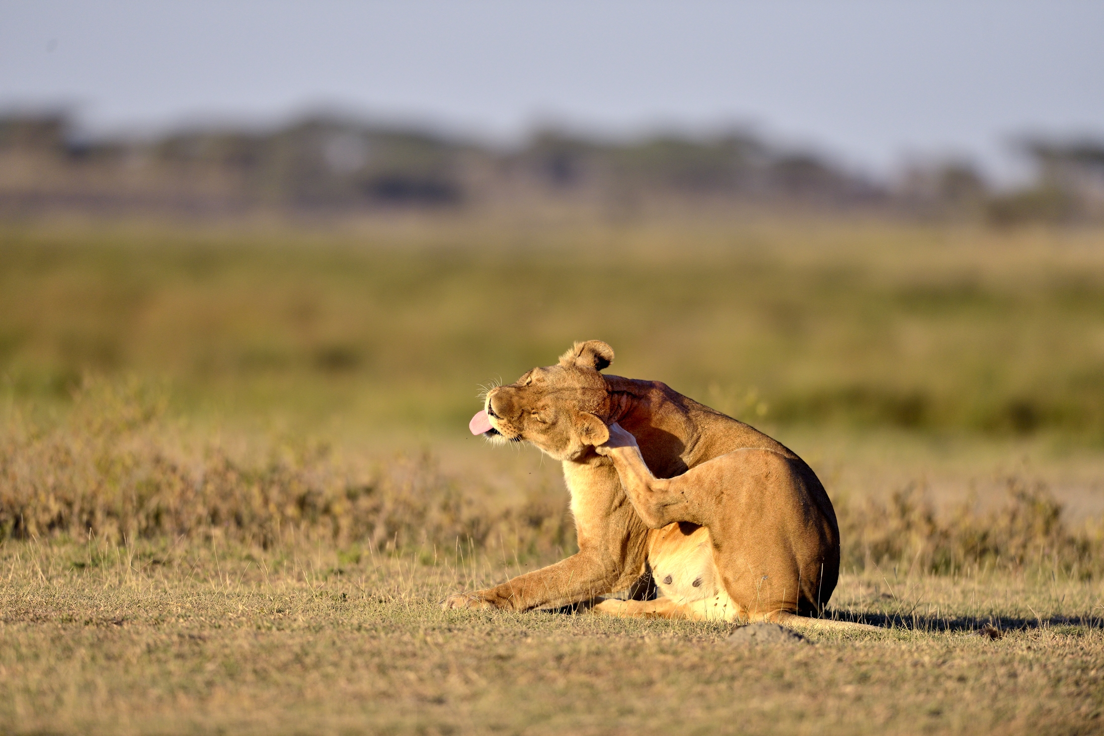 Tanzania 2015 - .... pleasure ....