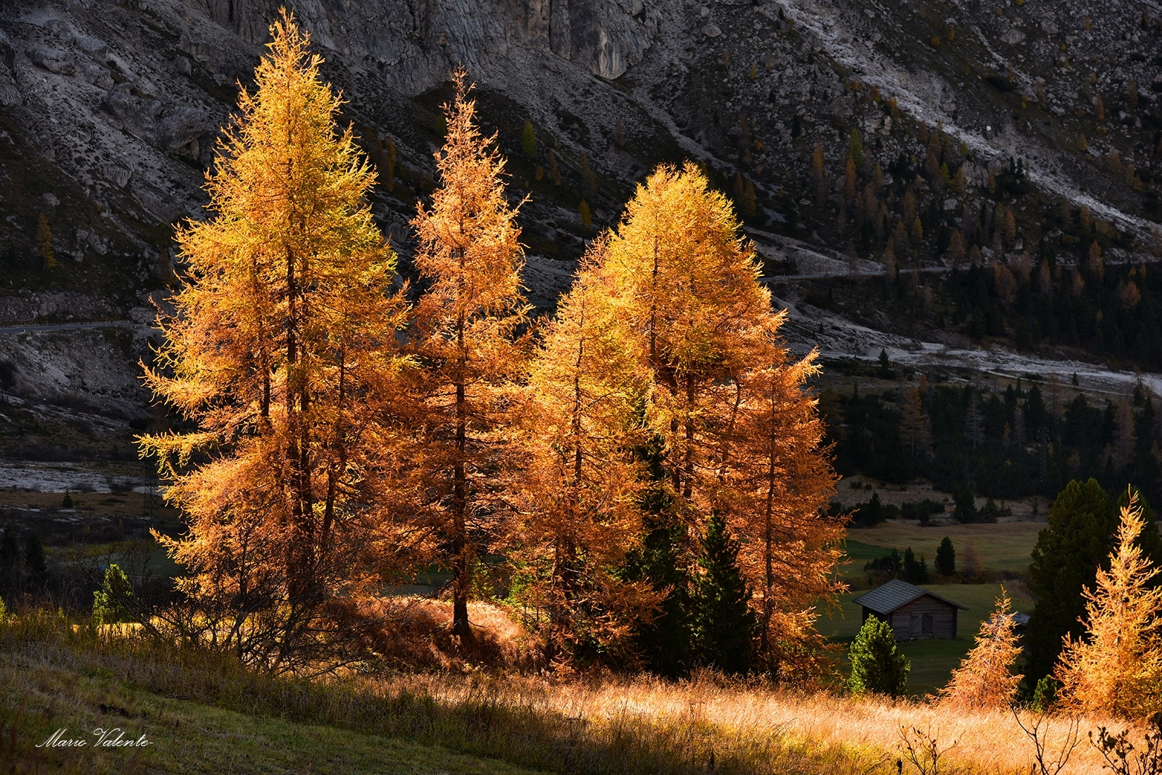 Larici illuminati dal sole sul passo Gardena