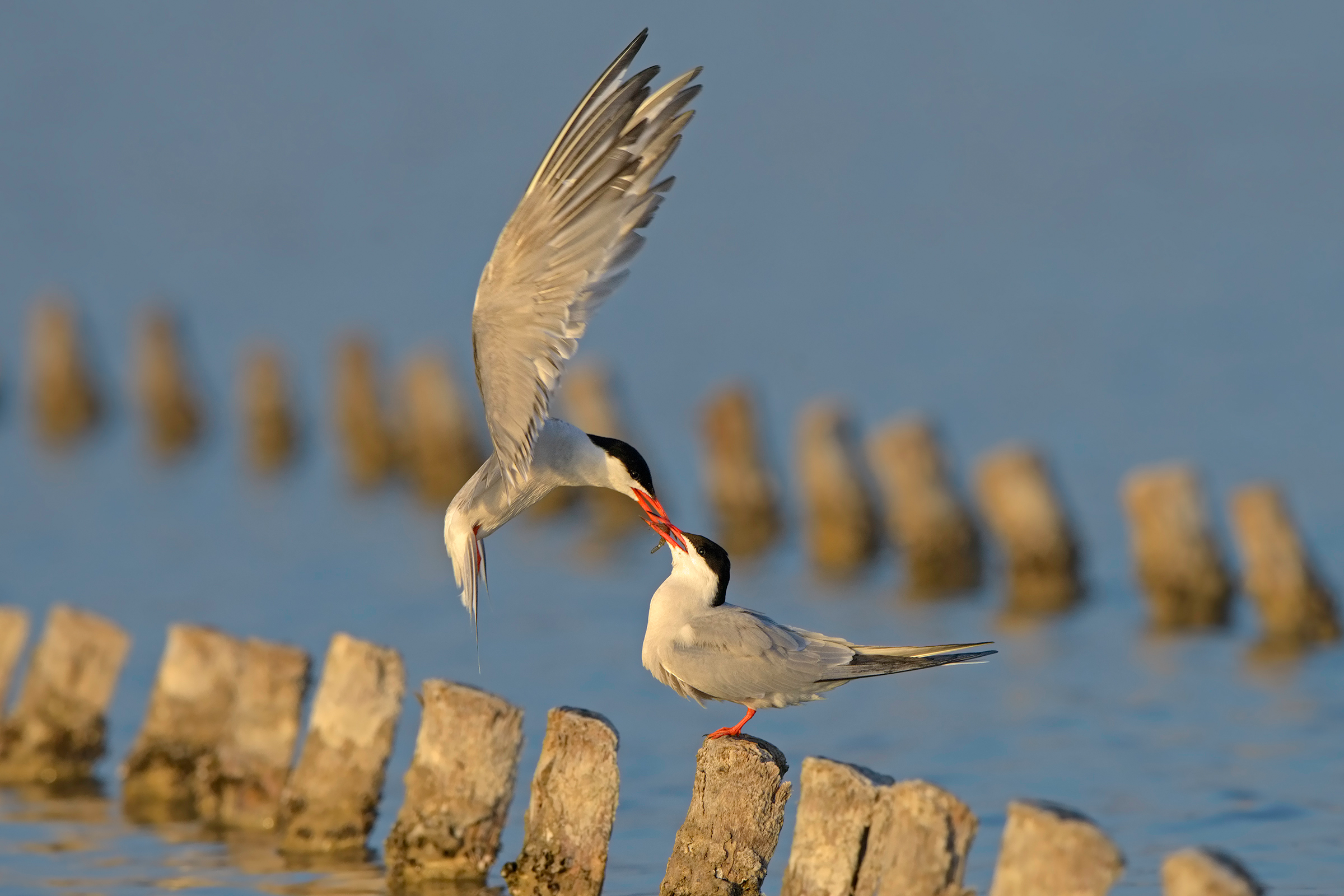 le sterne ed il gamberetto, suo malgrado...