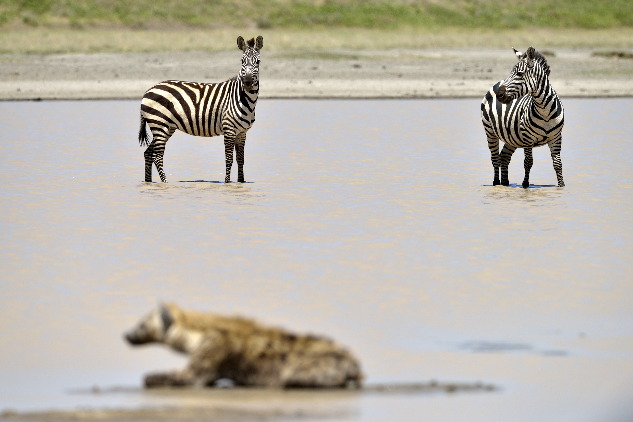 Tanzania 2015 - sfocato al centro dell'attenzione