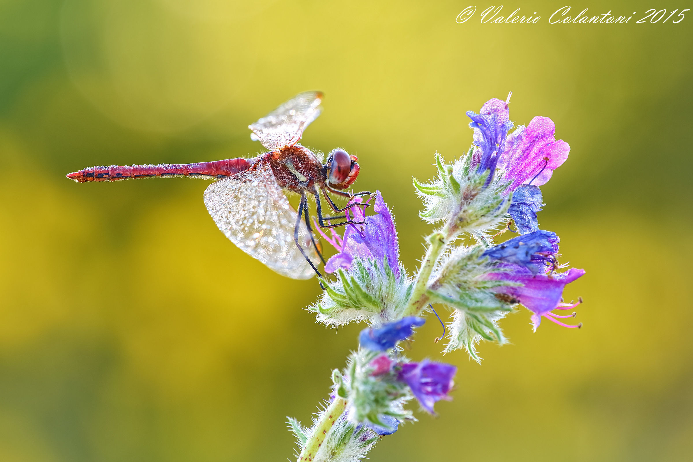 Sympetrum fonscolombii...