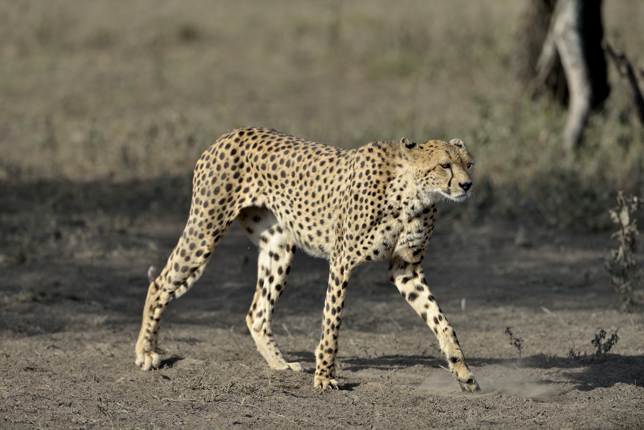 Tanzania 2015 - Mamma ghepardo