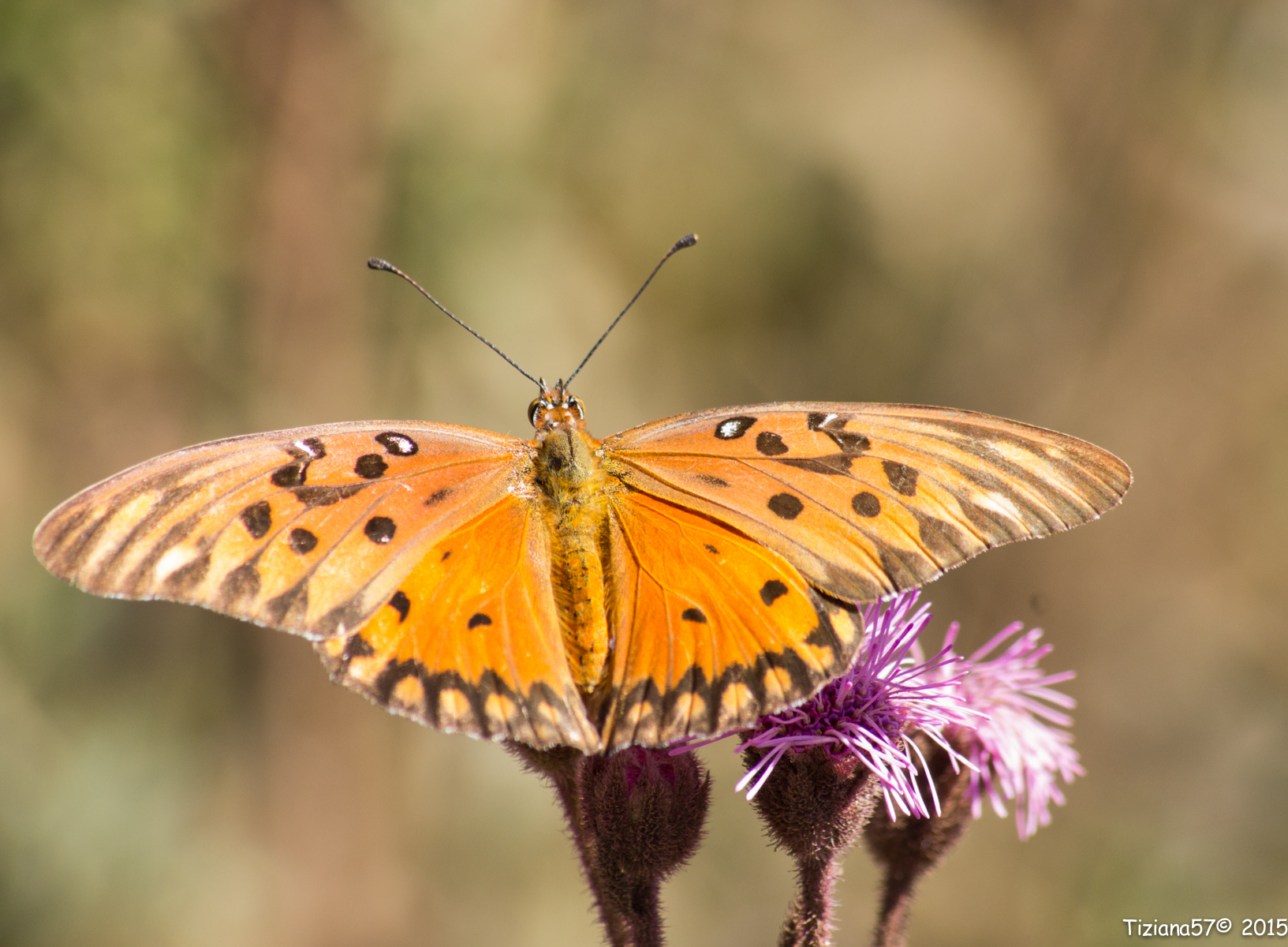 South American Butterfly