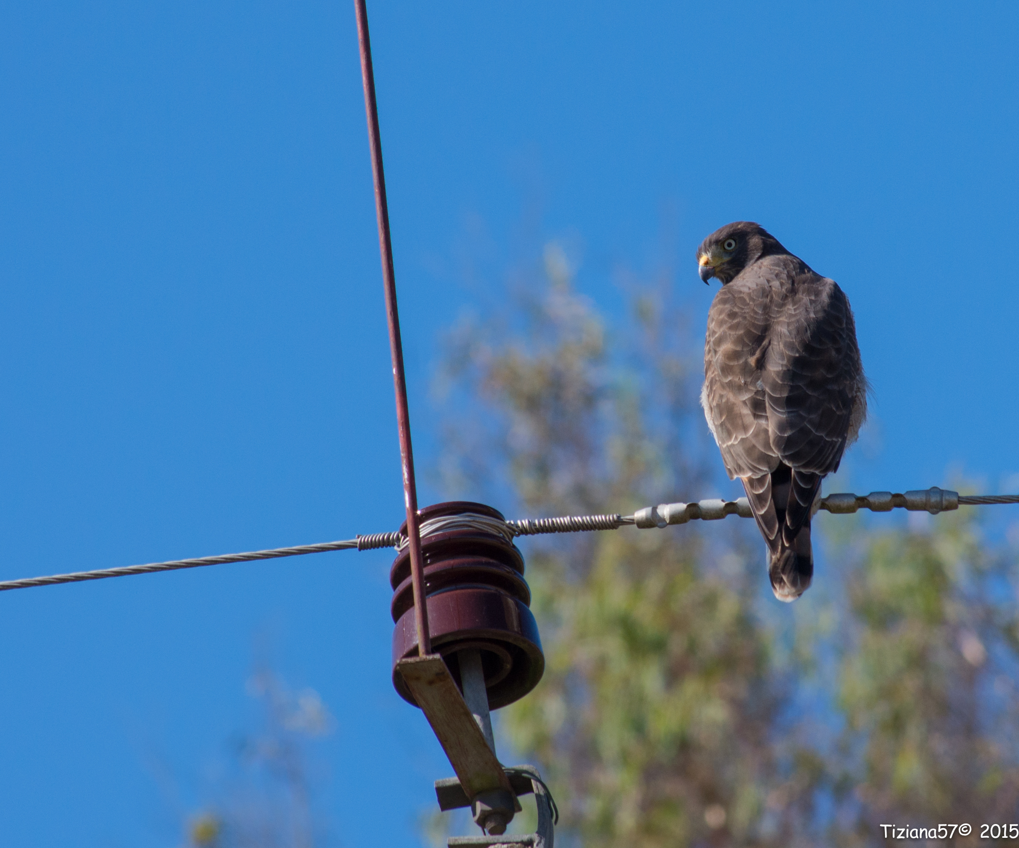 Rupomis magnirostris (buzzard roads)