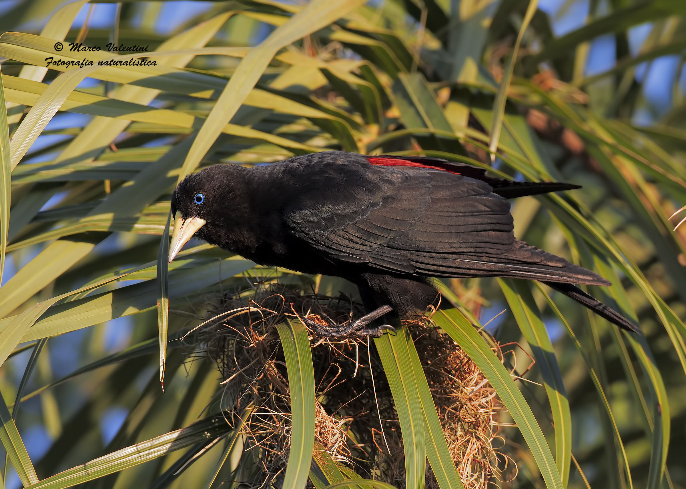 The beauty of the cacique